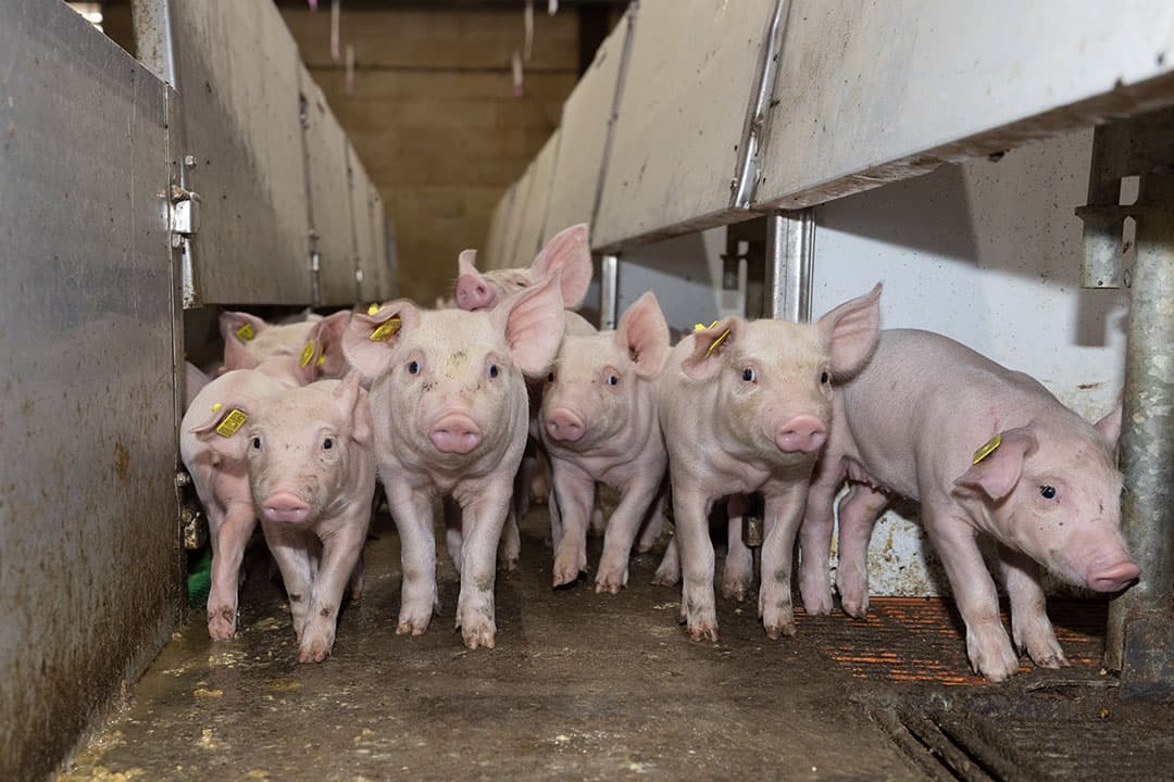 Lees de marktanalyse over prijzen biggen op Boerderij.nl en vindt alle info over vraag en aanbod, inclusief biggenprijzen in het buitenland.