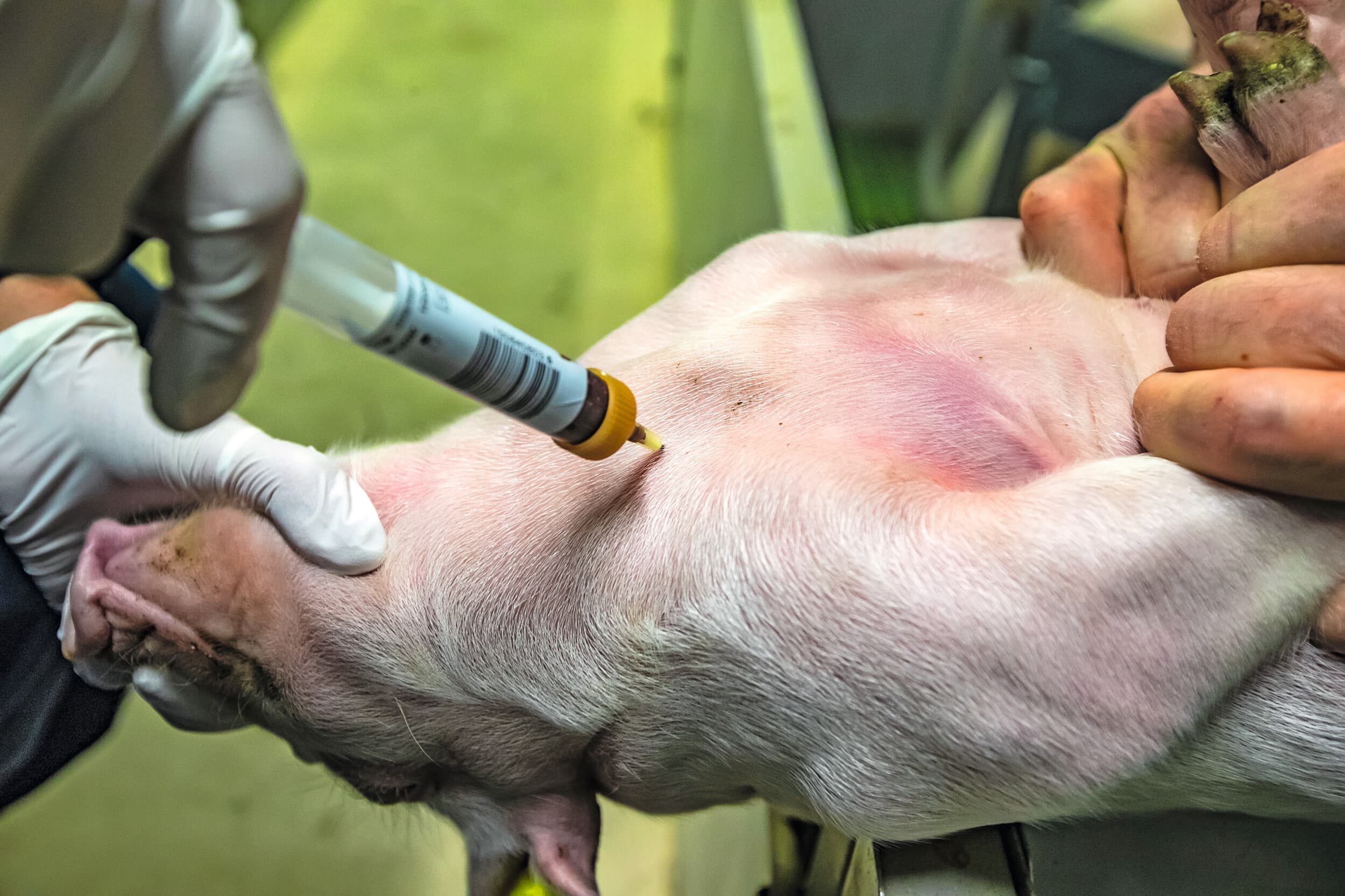 Bloed tappen in het kader van PRRS-monitoring. Dit kan bij biggen op vier of tien weken leeftijd, volgens het protocol. Foto: Ronald Hissink