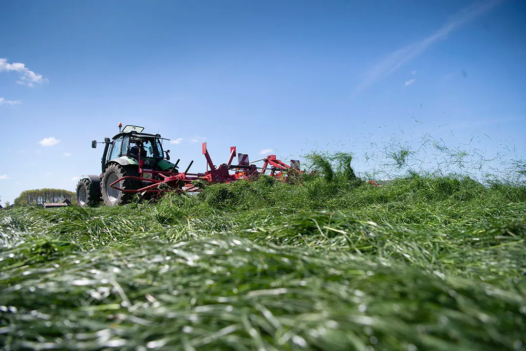 Onder andere het gewenste drogestofgehalte van het gras bepaalt de intensiteit van schudden. Gemiddeld is één keer voldoende of kan al teveel zijn, met name bij het gebruik van een kneuzer en hakselaar. - Foto's: Mark Pasveer