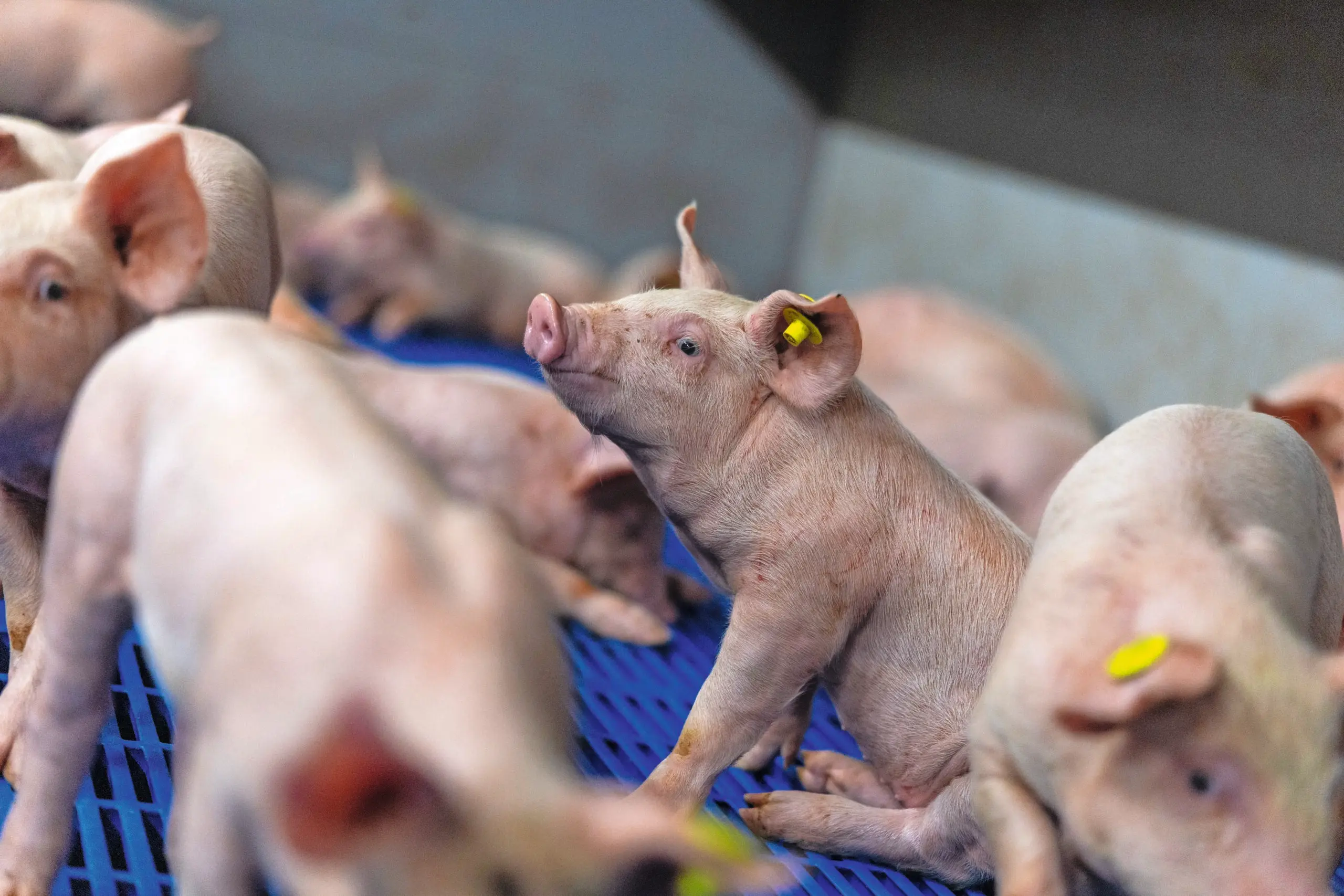 veerkrachtige varkens