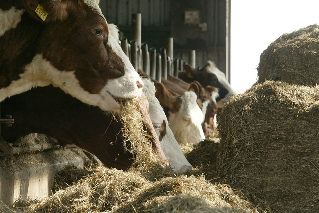 Meeste Biologische Koeien Staan In Duitsland Boerderij