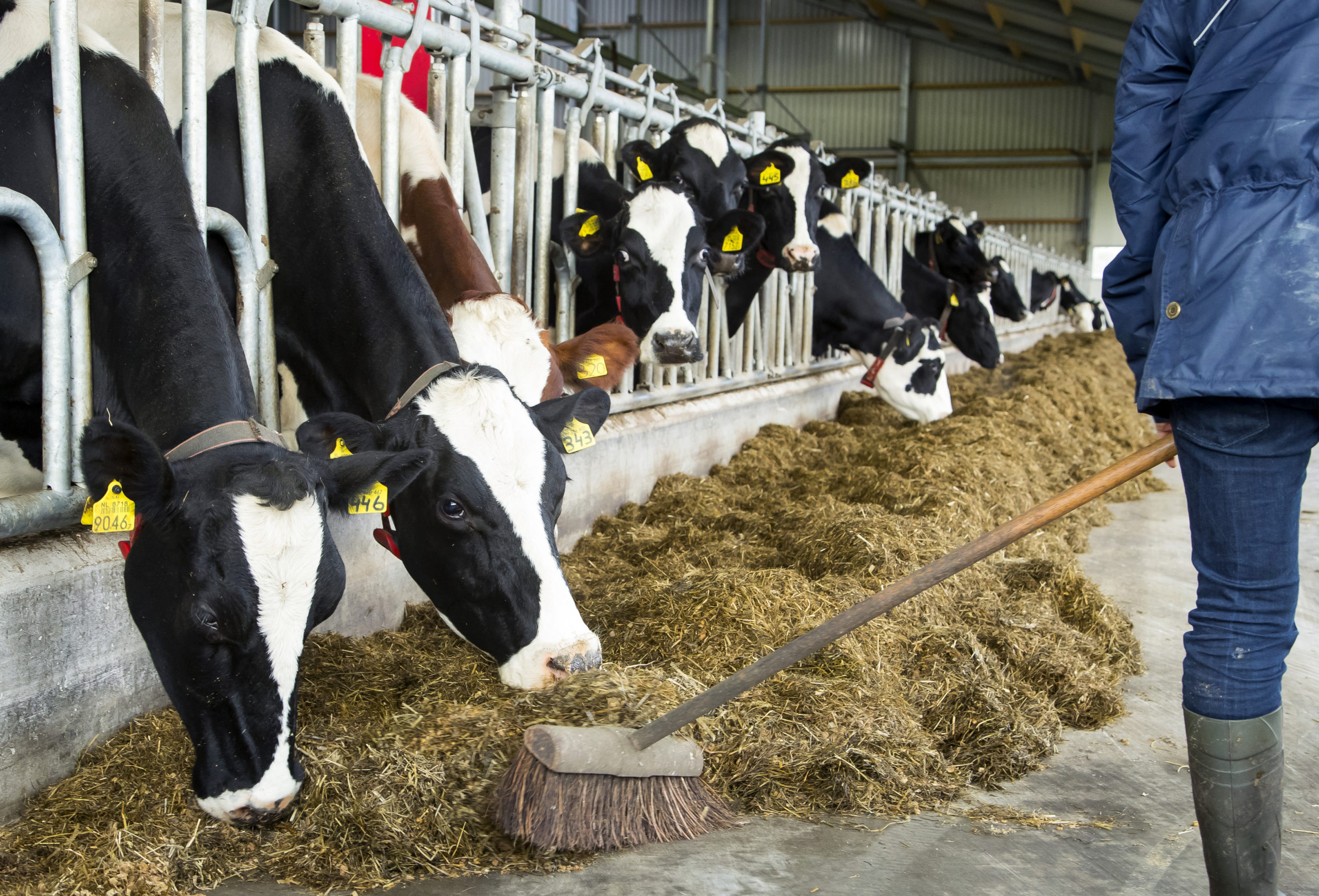 Nederlandse Melkveehouders Zijn Echte Boeren Boerderij