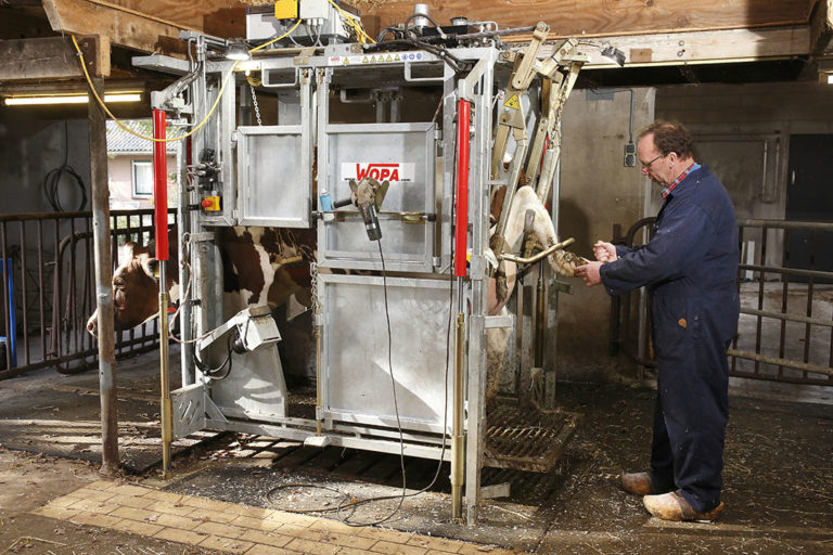 Wopa Behandelbox Verbetert Welzijn Koeien N Melkveehouder Boerderij