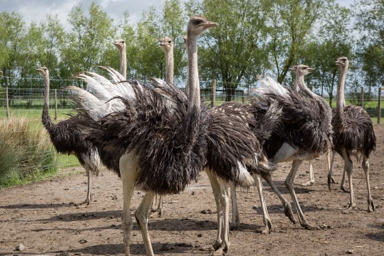 Tussen Struisvogel En Kameleon Boerderij Nl