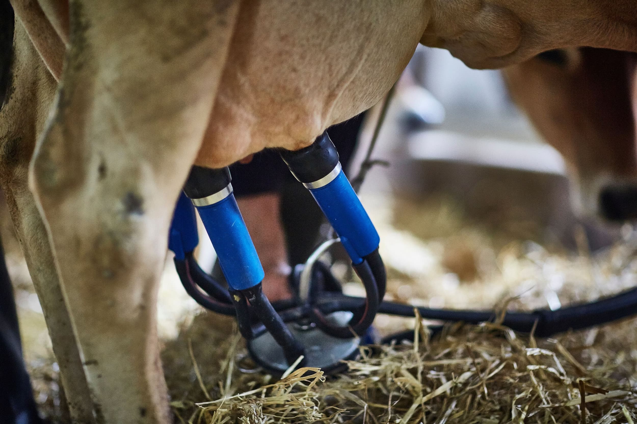 Rabobank gaat voor dit jaar uit van stabiele tot licht stijgende melkprijzen in Nederland. – Foto: Misset