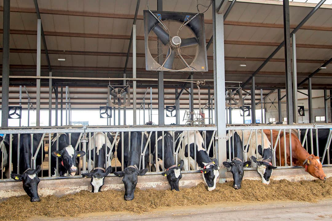 hittestress dieren