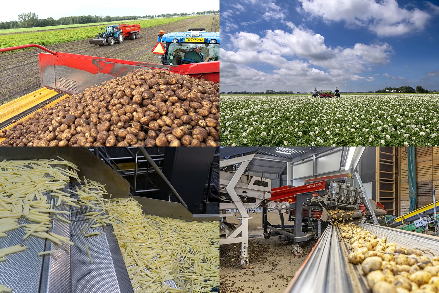 Eerste Eigenheimers op Tholen geveild voor €120