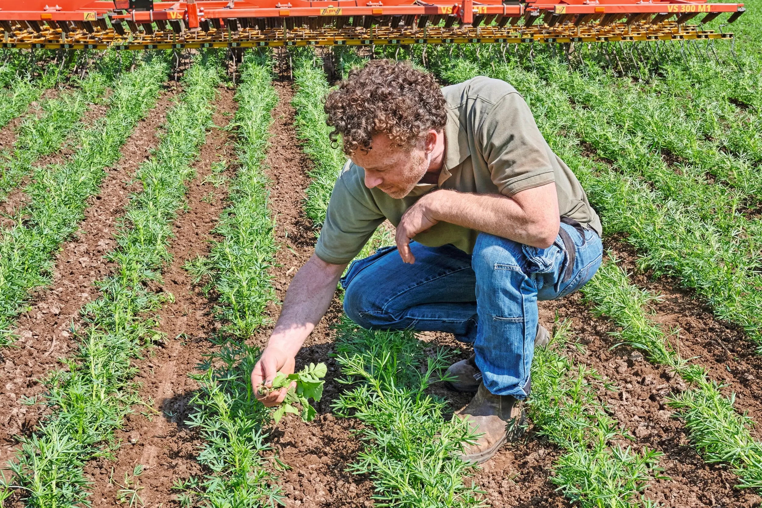 Naast granen is de teelt van vlinderbloemigen, waaronder lupine, een belangrijke pijler in het bouwplan. Volgens Van der Hulst, die het product afzet via Lekker Lupine bv, zijn er nog flink wat uitdagingen te tackelen in de teelt. Foto's: Van Assendelft Fotografie