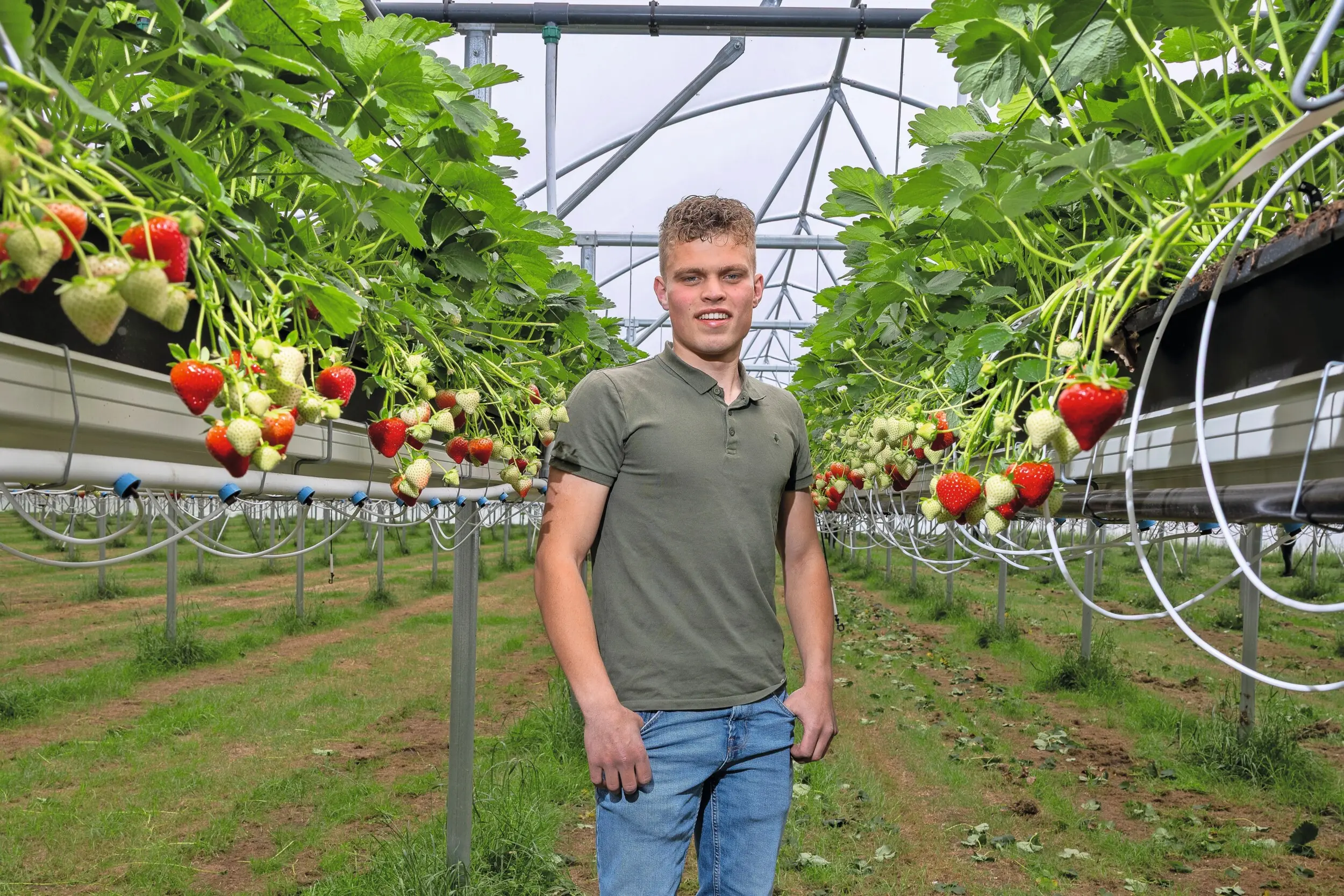 duurzame aardbeienteelt ventrio-stellingen