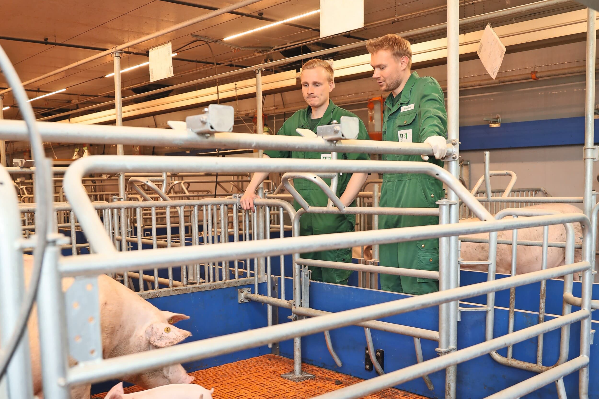 Janek Kläne-Menke maakt met productieleider Carsten Rademacher een controleronde in de nieuwe kraamstal op de thuislocatie van het bedrijf in Bethen. Foto's: Lotta Frieling, Top Agrar
