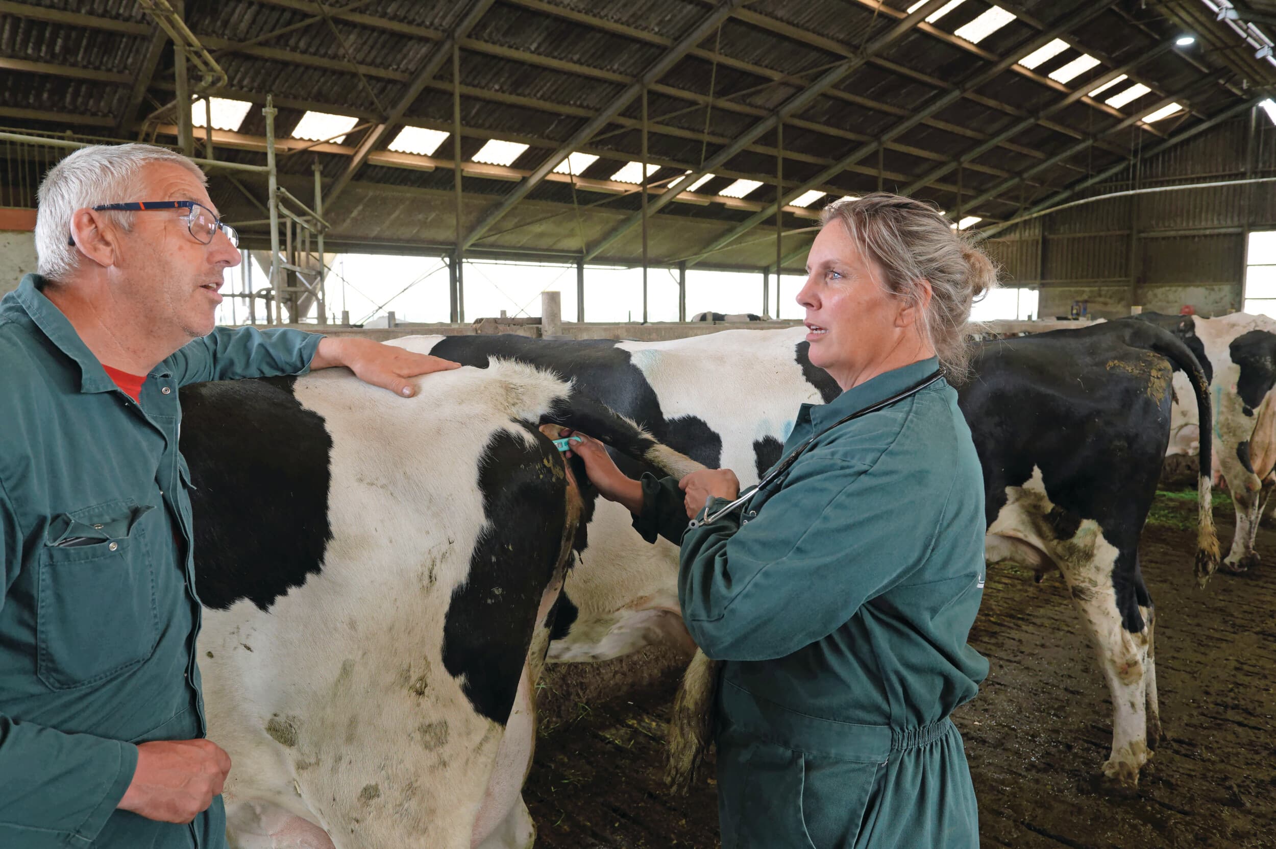 Veehouder Baltus en dierenarts Van den Haak pakken door om de schade door de Mannheimia-bacterie te beperken. Helaas zijn er nog vraagtekens rond de omstandigheden die maken dat de ziekte plotseling toeslaat. Foto's: Lex Salverda