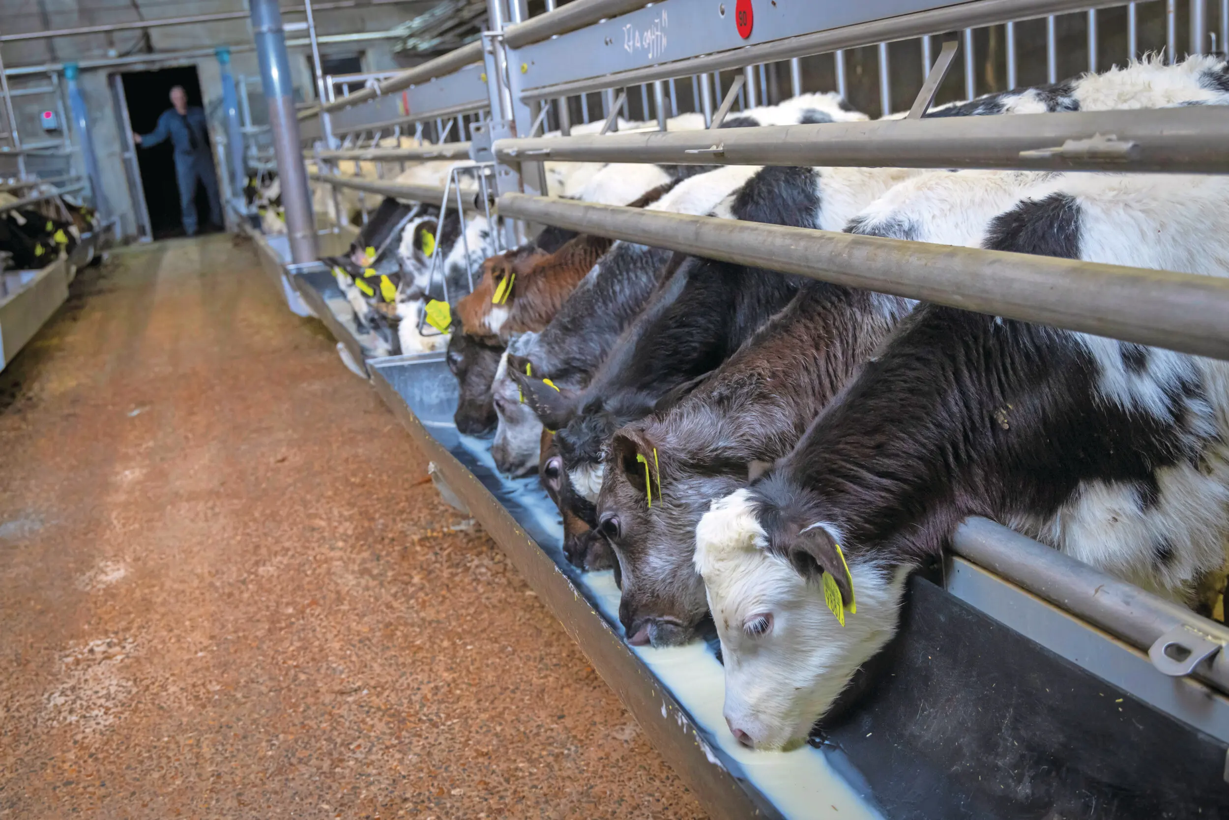 In het Plan van Aanpak voor dierwaardige kalverhouderij zijn onder andere afspraken gemaakt over de afbouw van productie van blank kalfsvlees en uitloop voor 50% van de kalveren in 2040. Foto: Koos Groenewold