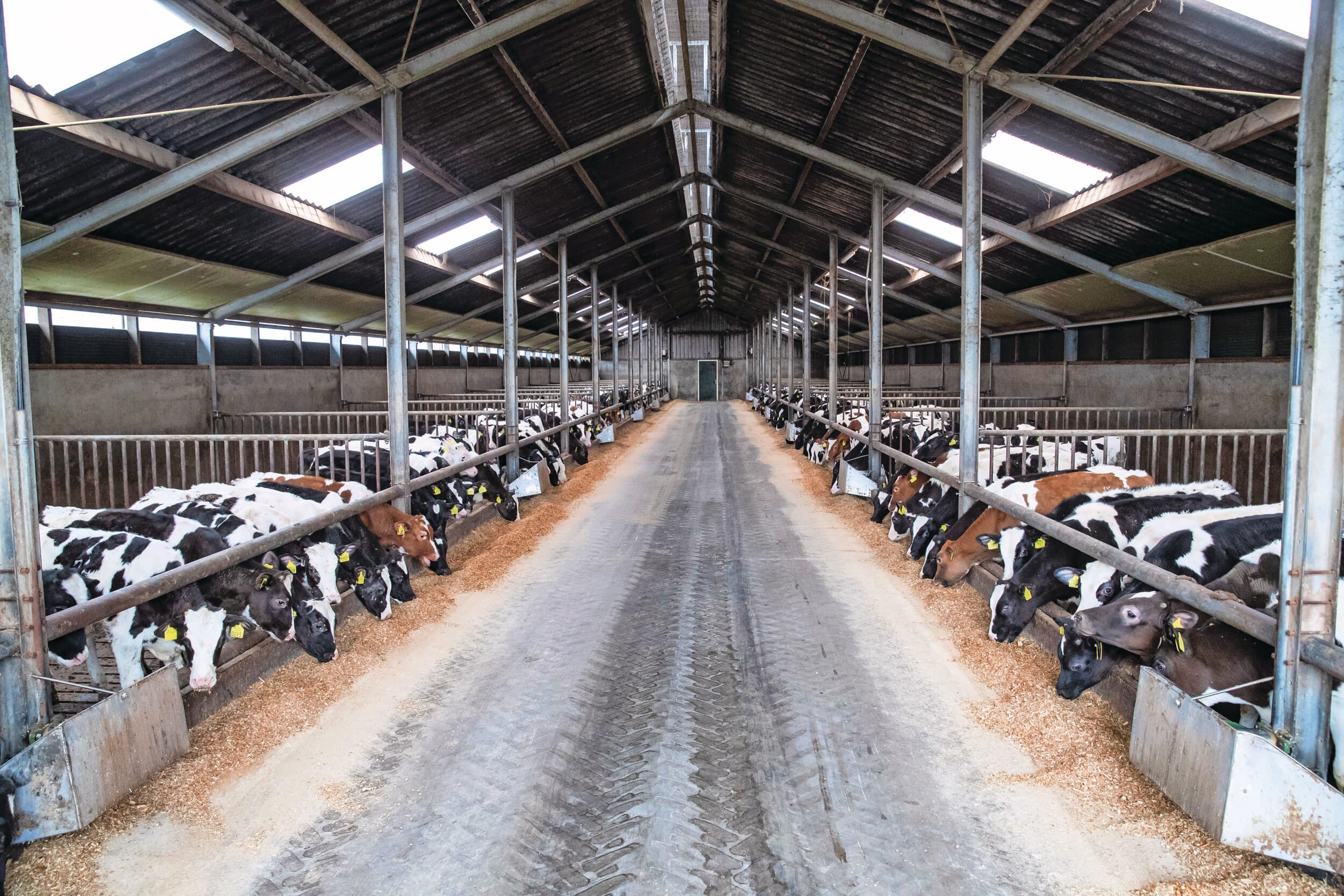 dierwaardige kalverhouderij