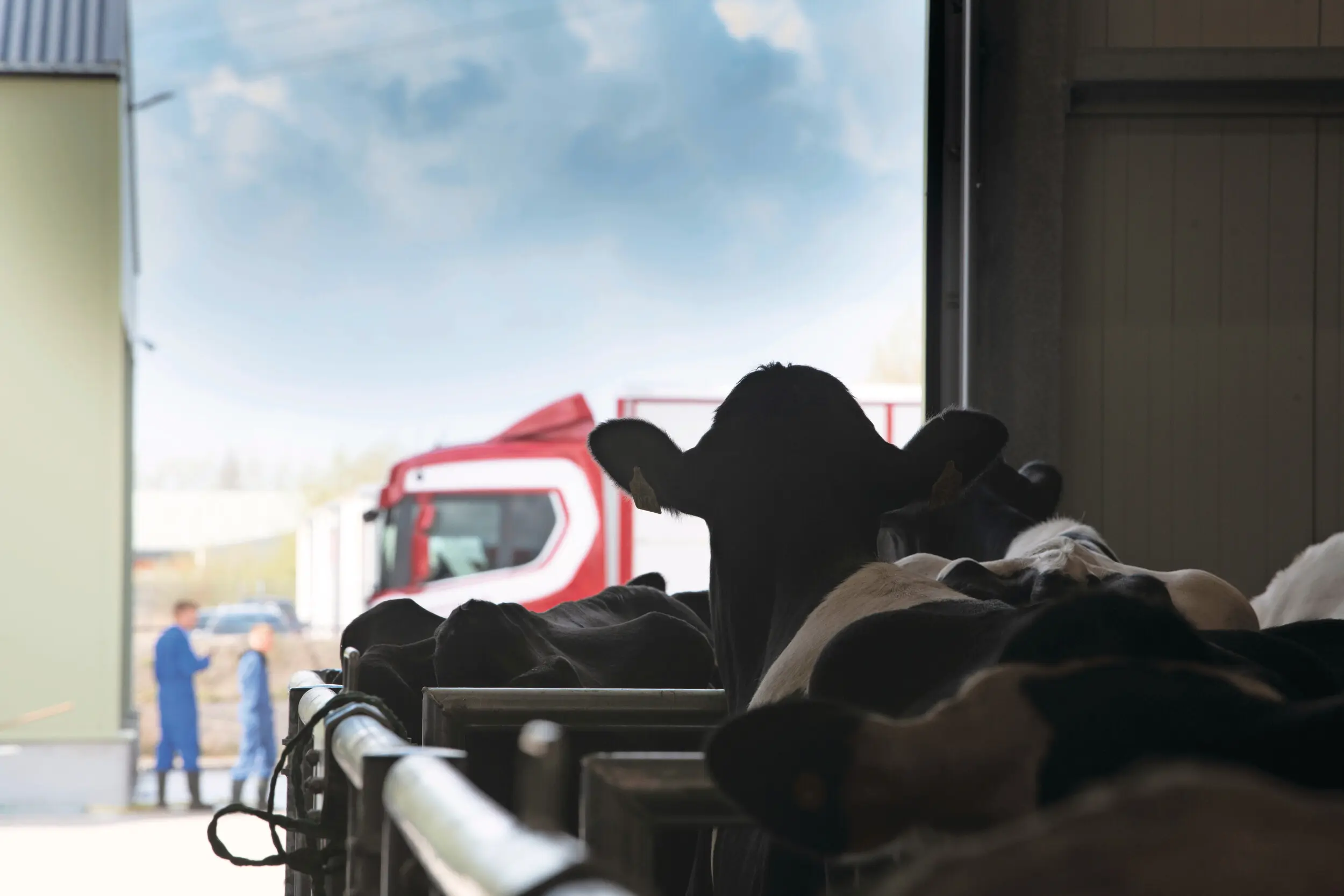 De handel in Nederland blijft huiverig voor de effecten van Mercosur. De prijzen voor slachtkoeien lijken inmiddels een bodem in de markt te hebben gevonden. Foto: Mark Pasveer