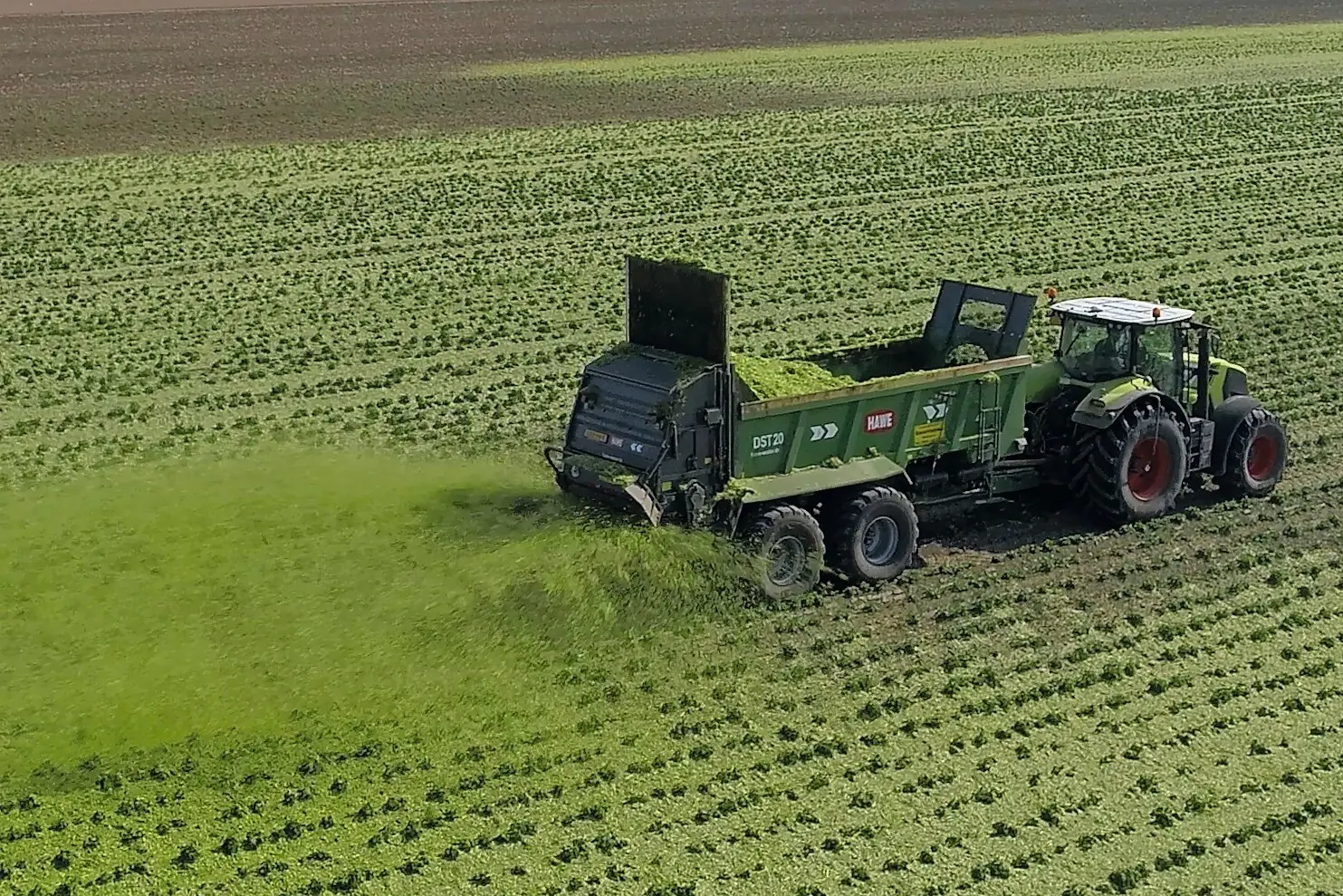 Op 26 mei verspreidt de loonwerker de mulch van wikrogge op het aardappelland van familie Westers. Een hakselaar heeft de mengteelt in de juiste lengte gehakseld en in de meststrooier geblazen. Alles gebeurt op één dag. Foto's: Galema Media