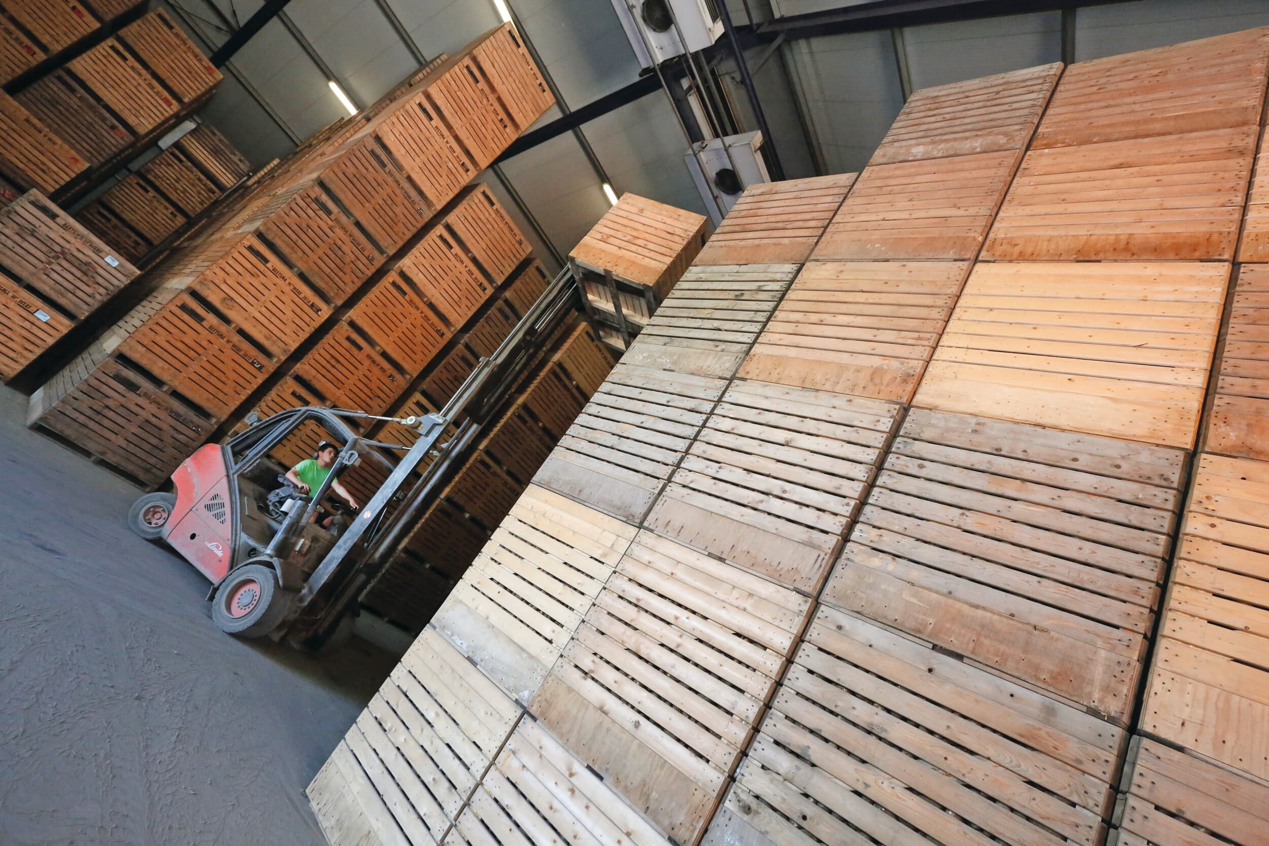 Na twee uitzonderlijk sterke jaren is de uitbetalingsprijs voor pootgoed duidelijk gecorrigeerd. Met €44,06 per 100 kilo blijft de prijs historisch gezien nog altijd boven het langjarig gemiddelde. Foto: Henk Riswick