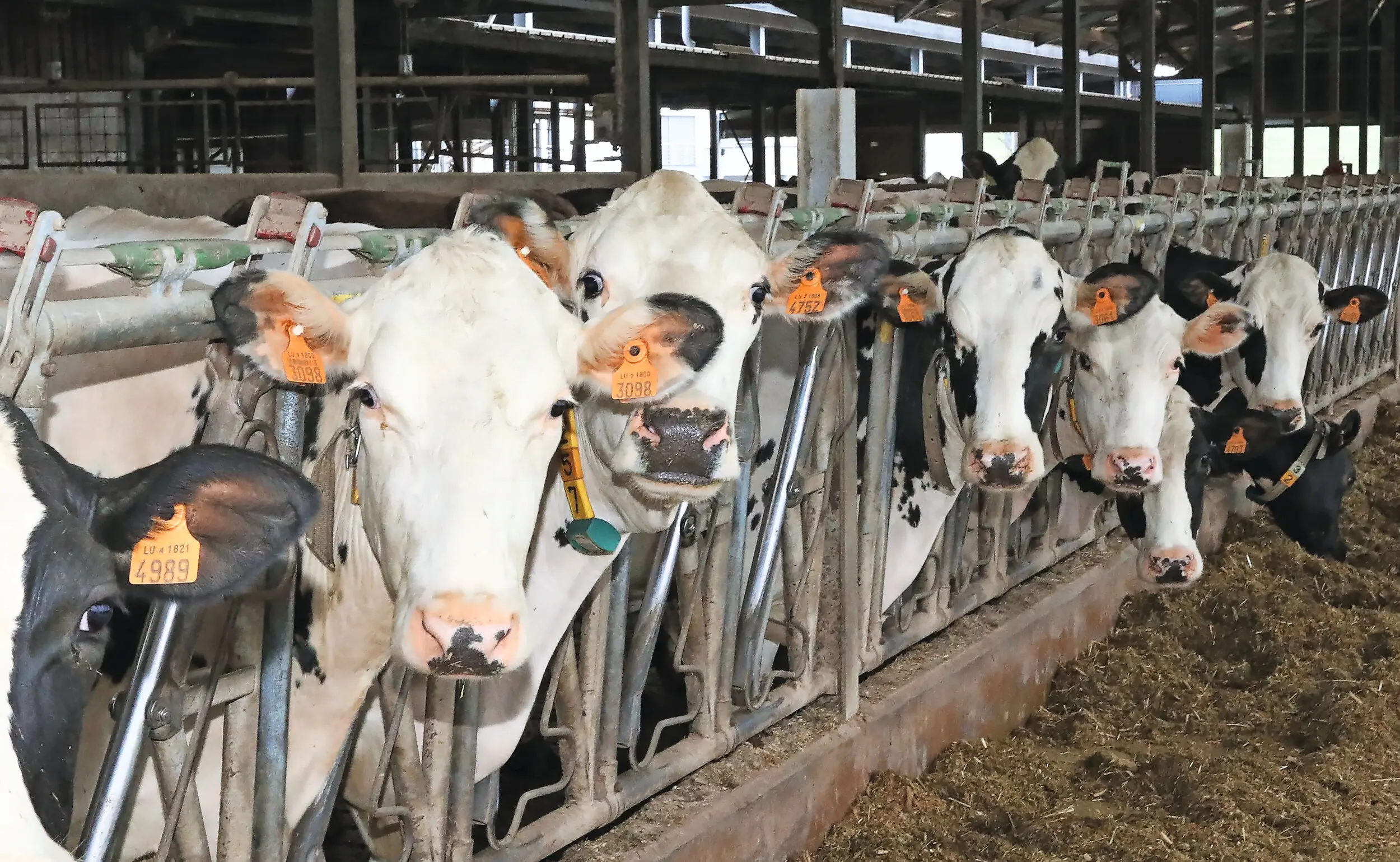 In Luxemburg zijn vier grote zuivelondernemingen actief: Luxlait, Hochwald, Arla Foods en Lactalis. Foto: Henk Riswick
