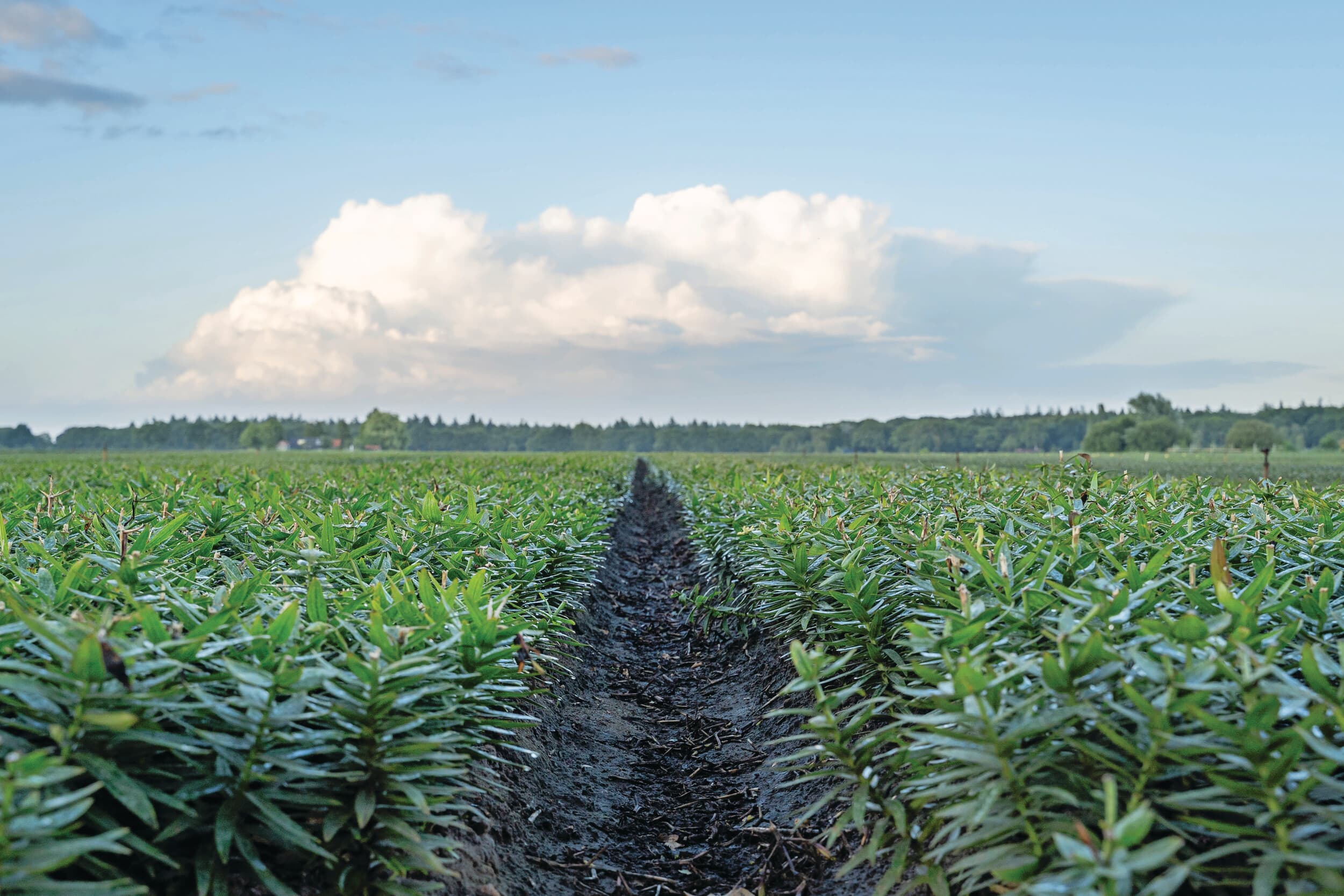 Lelieteelt in Drenthe. Vijftien lelietelers hangt gezamenlijk een dwangsom van €20 miljoen boven het hoofd. Foto: Andrea van Schaik Fotografie