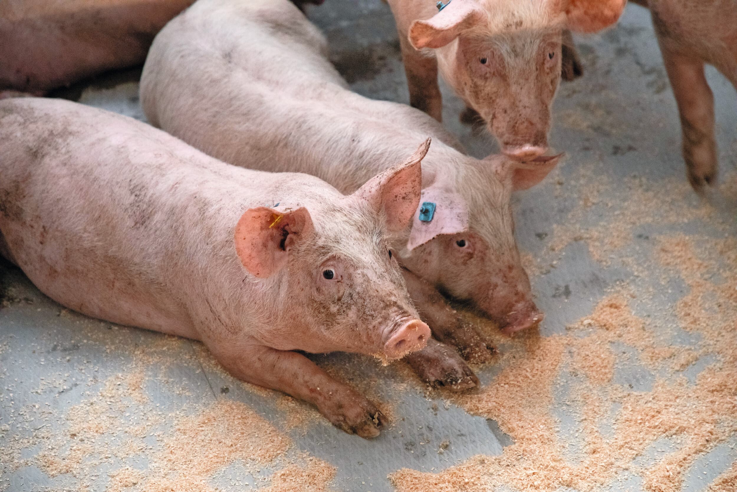 Hoe langer een varken op het bedrijf aanwezig is, hoe groter de financiële waarde. Een goede overgang naar de vleesvarkensstal is belangrijk om uitval te voorkomen. Foto: Herbert Wiggermans