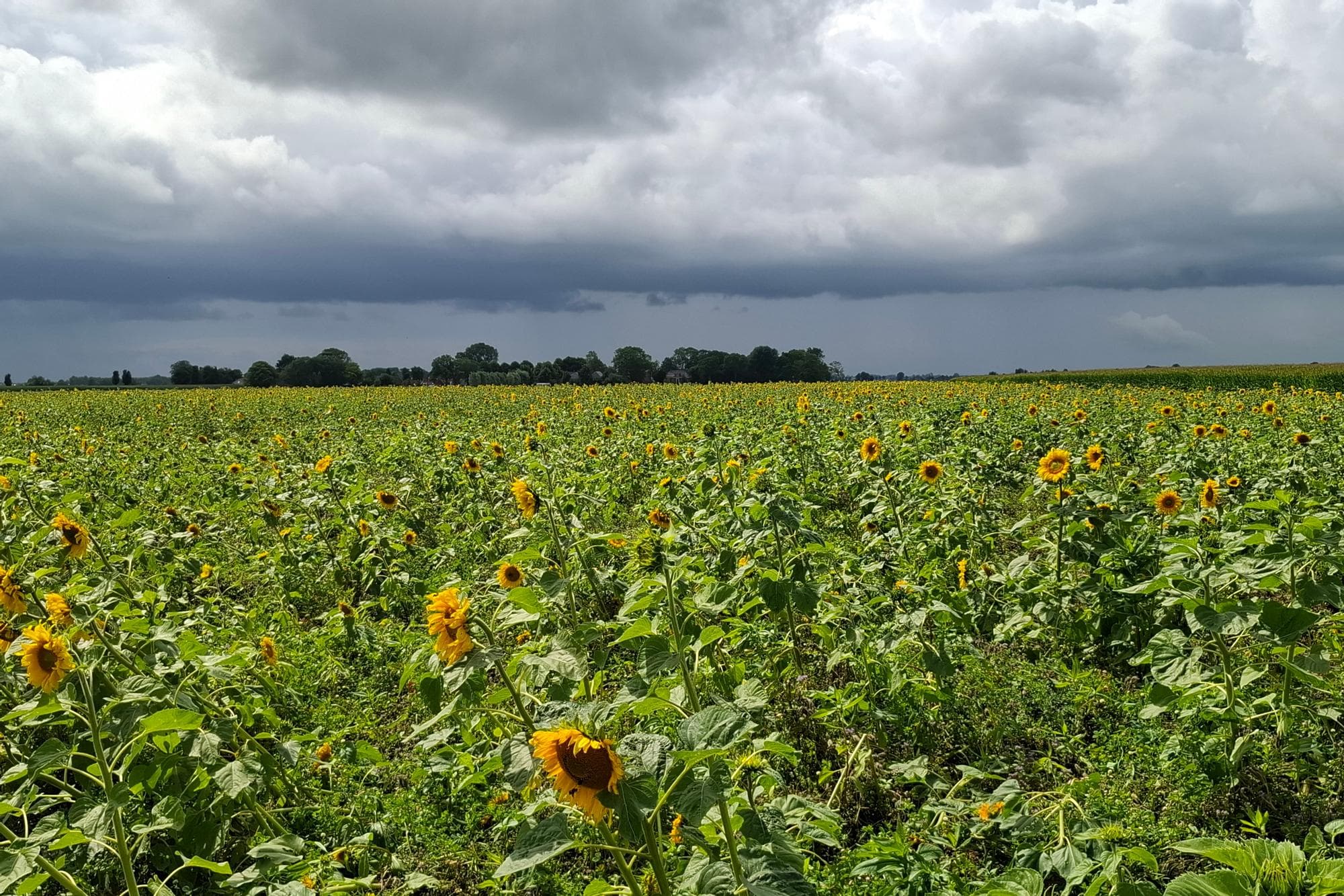 Waar Nederlandse telers vooral kiezen voor granen, zetten Vlaamse akkerbouwers vaker in op biodiversiteitsvriendelijke teelten. De verschillende invulling van het GLB speelt daarbij een belangrijke rol. Foto: Tonnis van der Veen