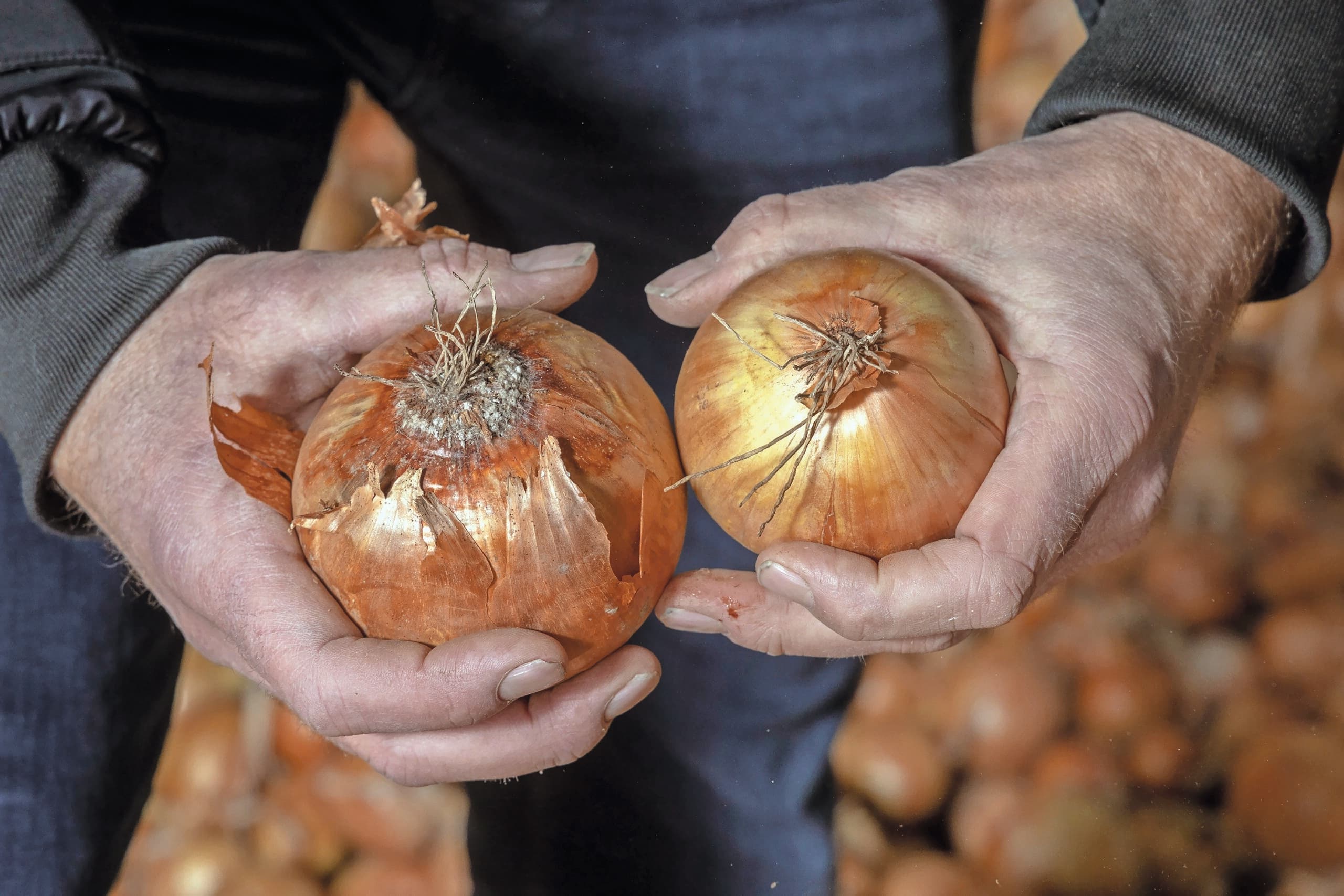 fusarium in uien