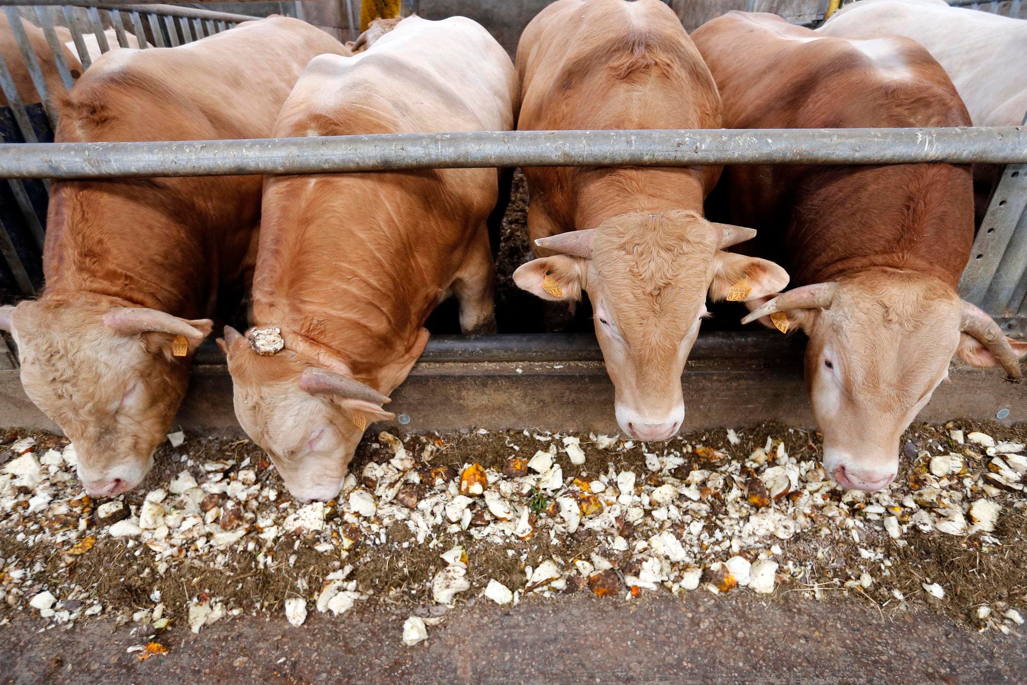 Het risico dat de parasitaire ziekte besnoitiose Nederland bereikt via geïmporteerd vee is groot. Daarom biedt Wageningen Bioveterinary Research testen aan om runderen op antistoffen te onderzoeken. Foto: Bert Jansen
