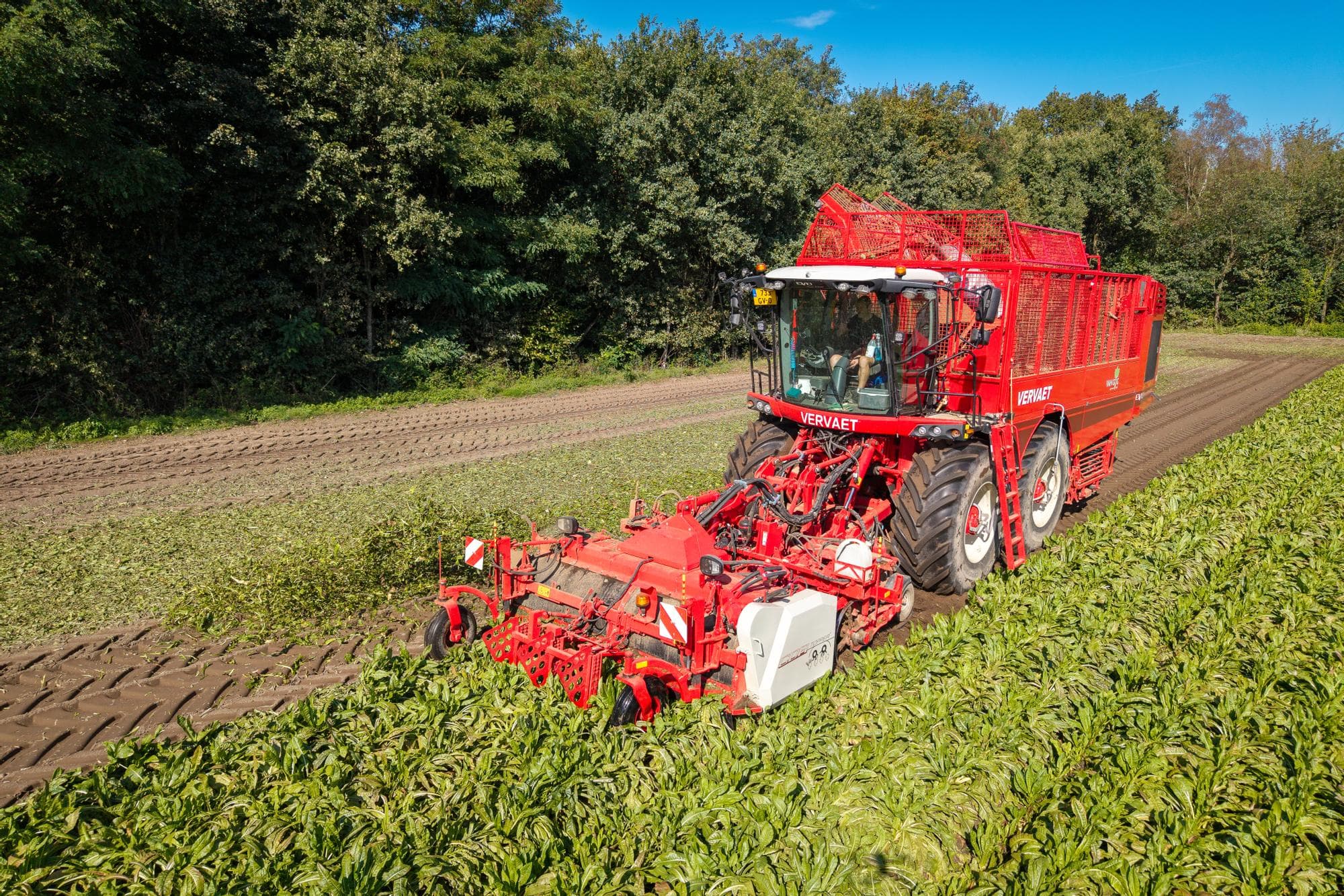 Oogst van cichorei in Limburg, in september vorig jaar. Foto: Peter Roek