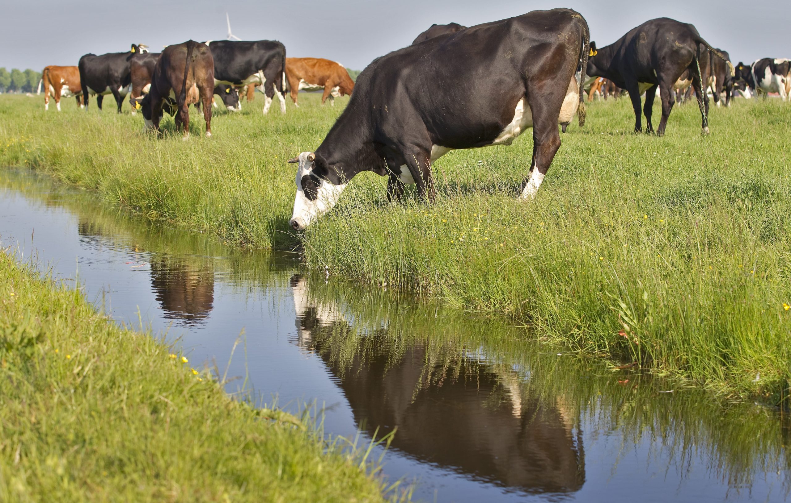 Steeds Weer Een Koe In De Sloot Boerderij