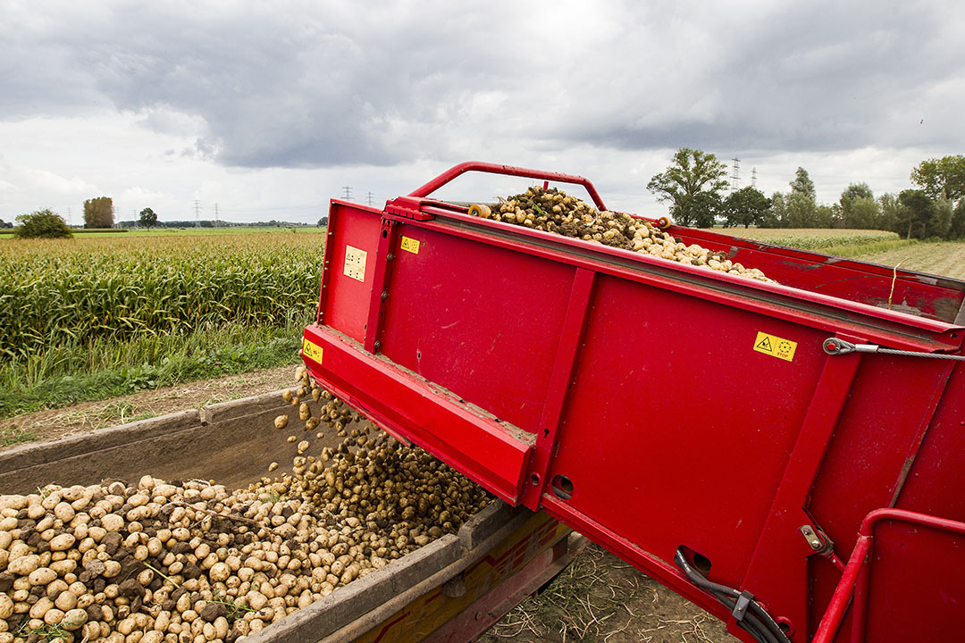 Delphy: Aardappelprijs Moet Meestijgen Met Kosten - Boerderij