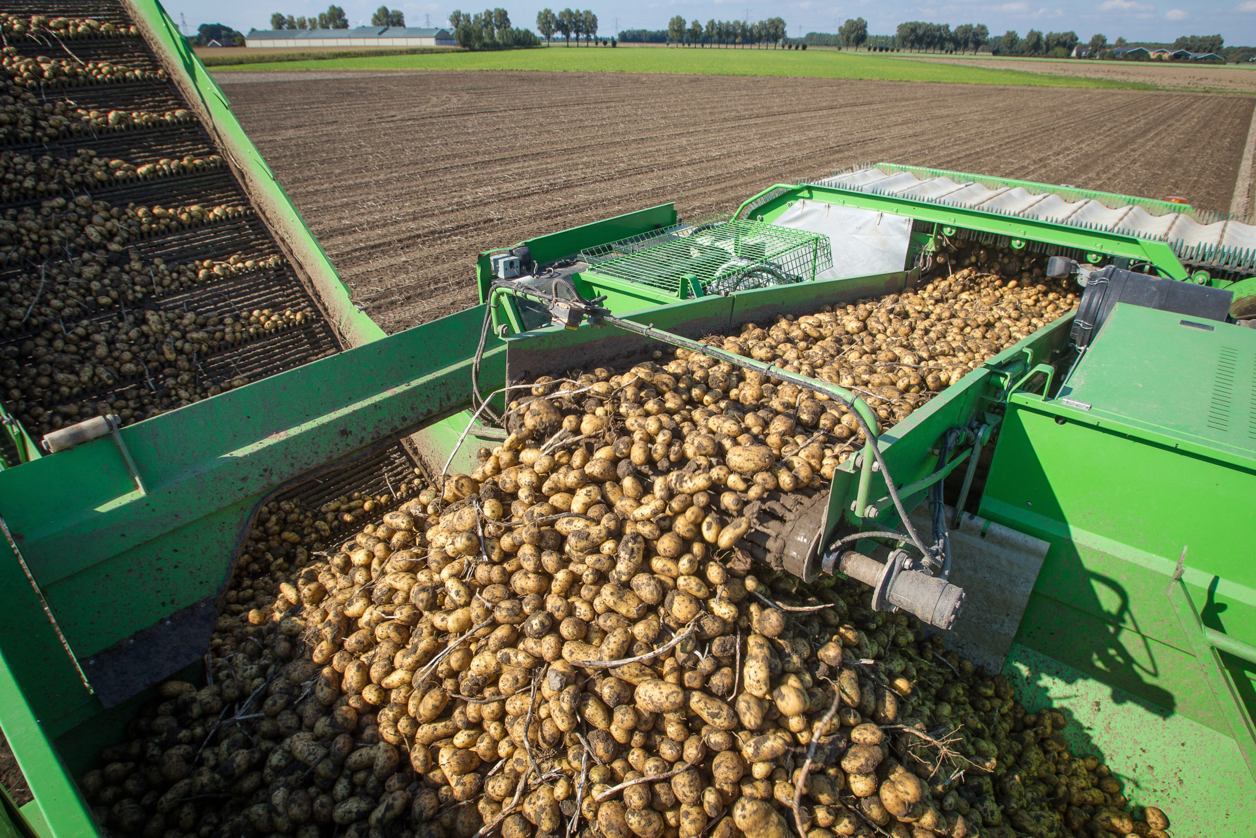 HZPC Wil Bovenmaats Pootgoed Terugdringen - Boerderij