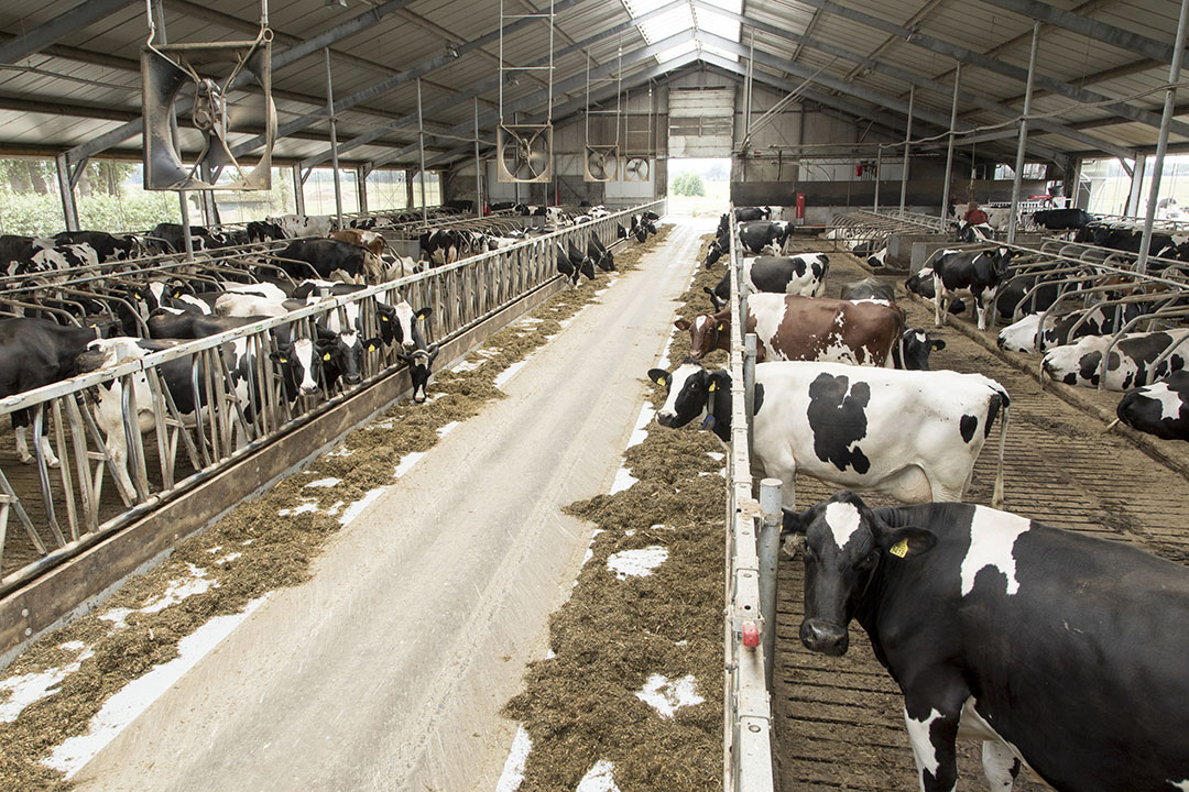 Genetische Aanleg Benutten Brengt Veel Melk Boerderij 