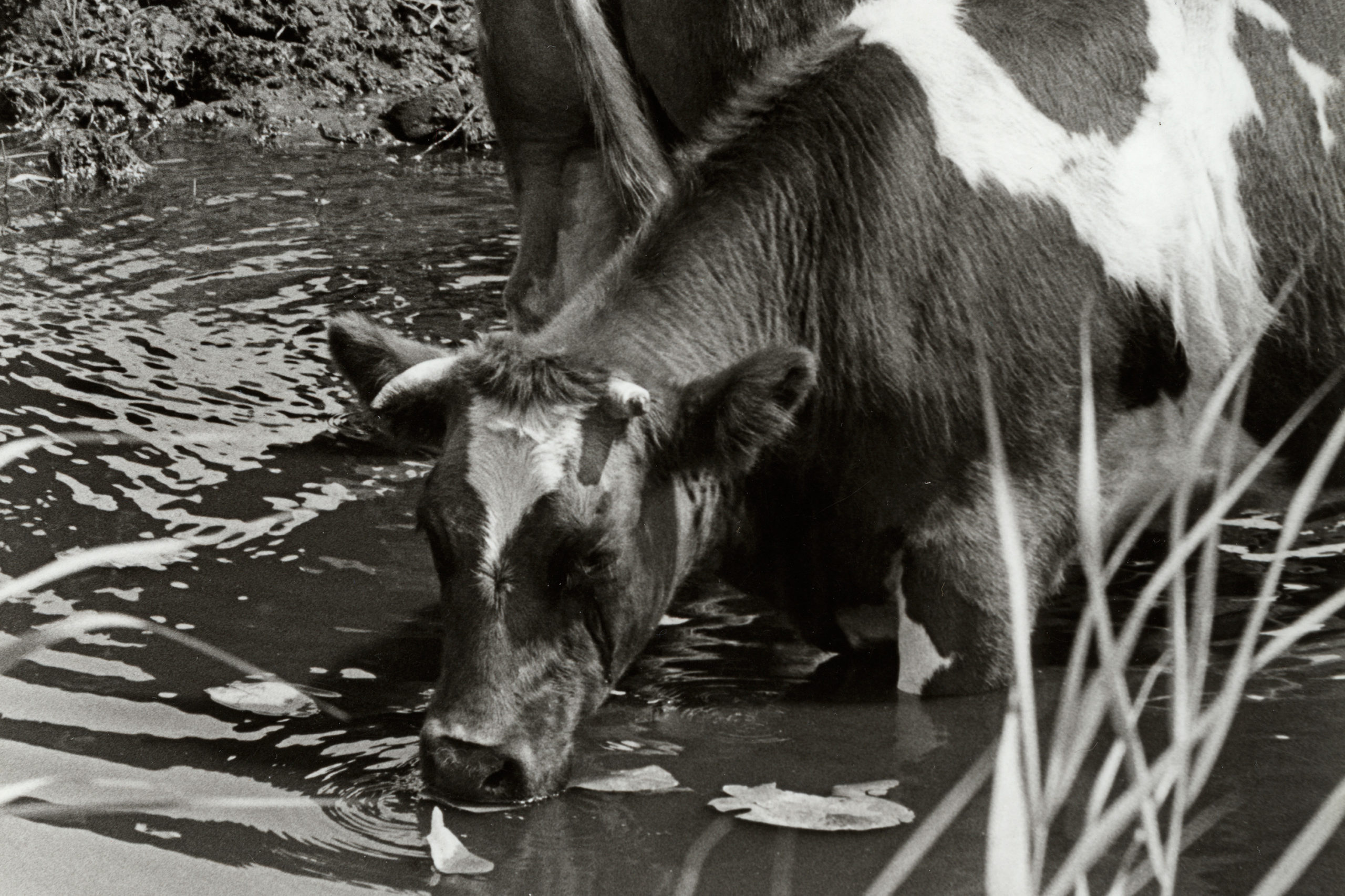 Koeien Drinken Uit Poel Of Sloot Boerderij