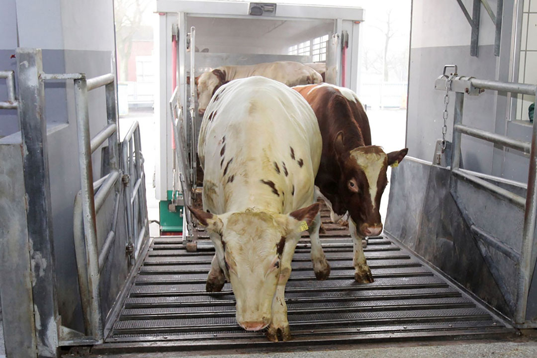 Buitenlandse Koe Naar Nederlandse Slachterij - Boerderij