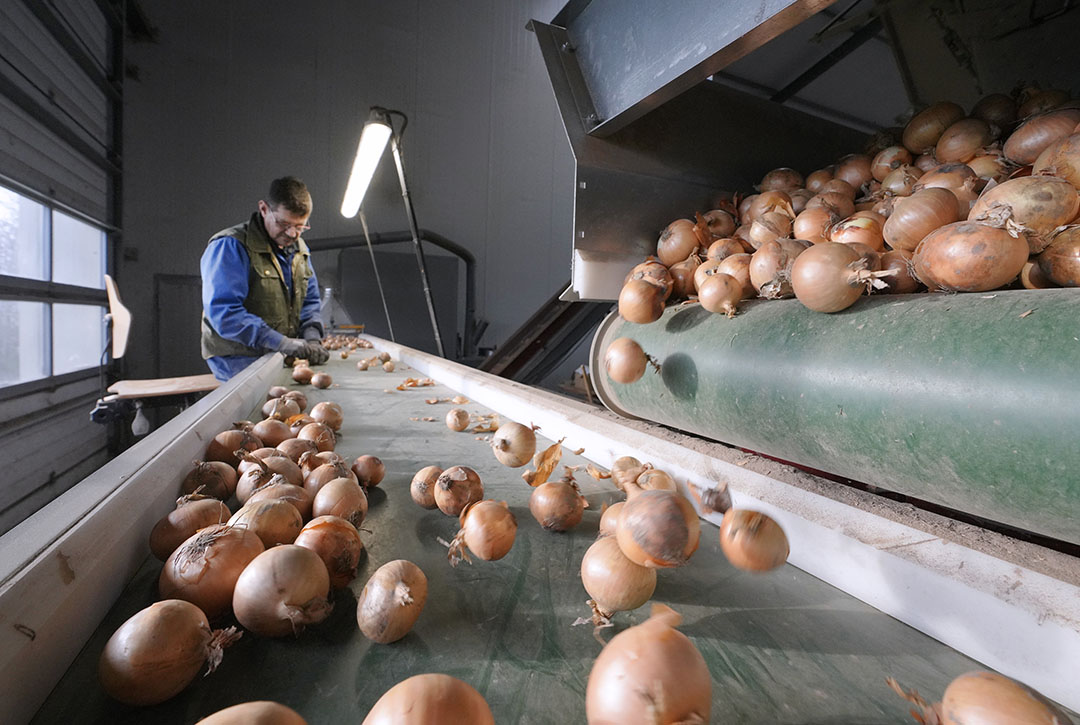 Uienafzet Blijft Boven 36.000 Ton Per Week - Boerderij