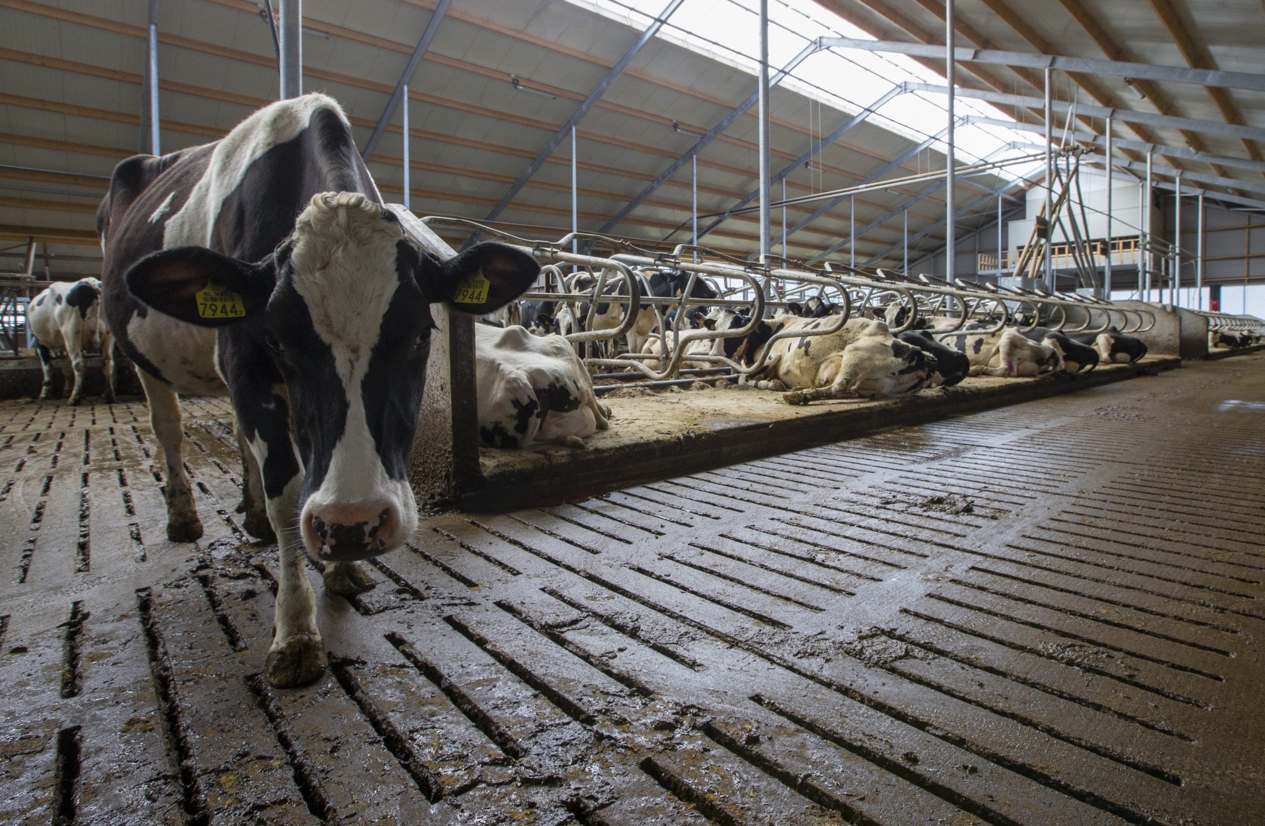 nederlandse-melkproductie-krimpt-2-boerderij