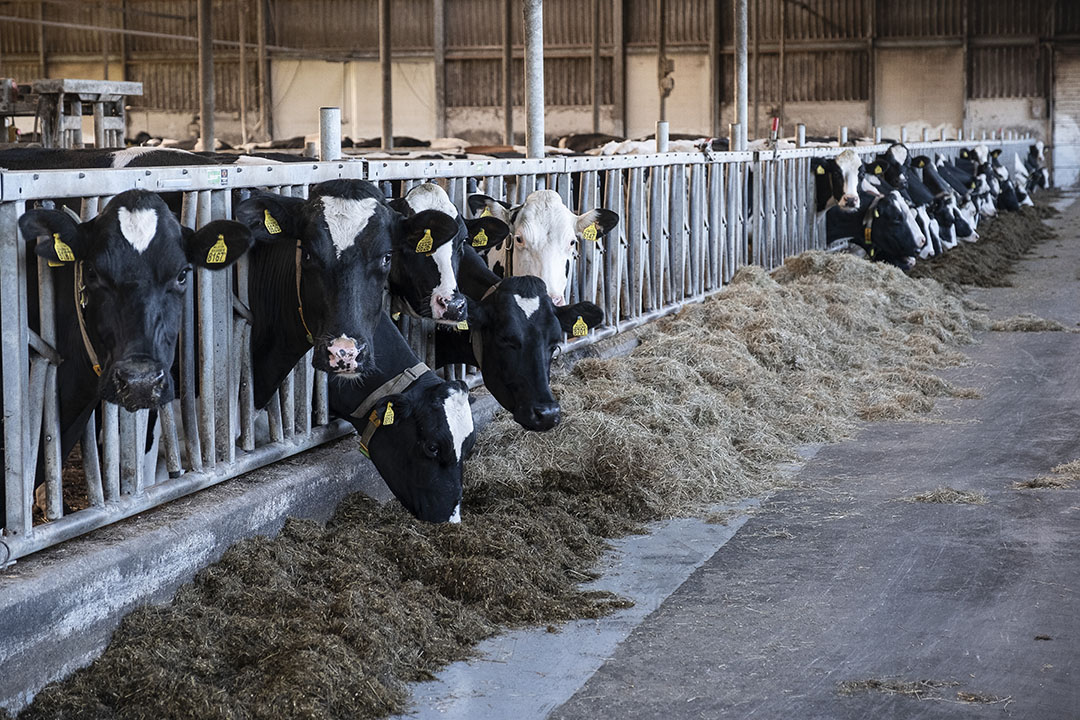 Nederlandse Zuivelexport Wint Vooral Terrein Binnen EU - Boerderij