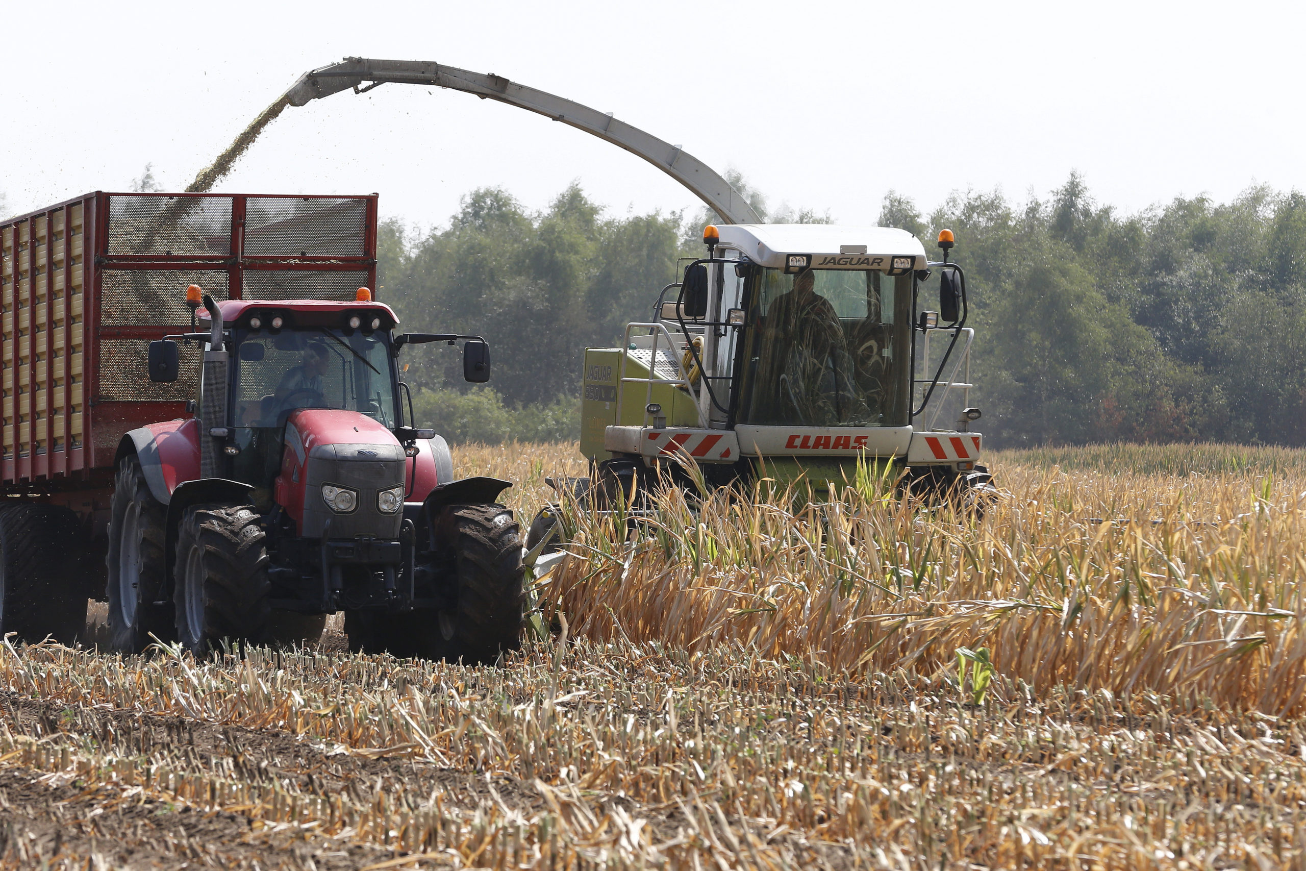 Verdroogde Mais Hakselen In De Achterhoek - Boerderij