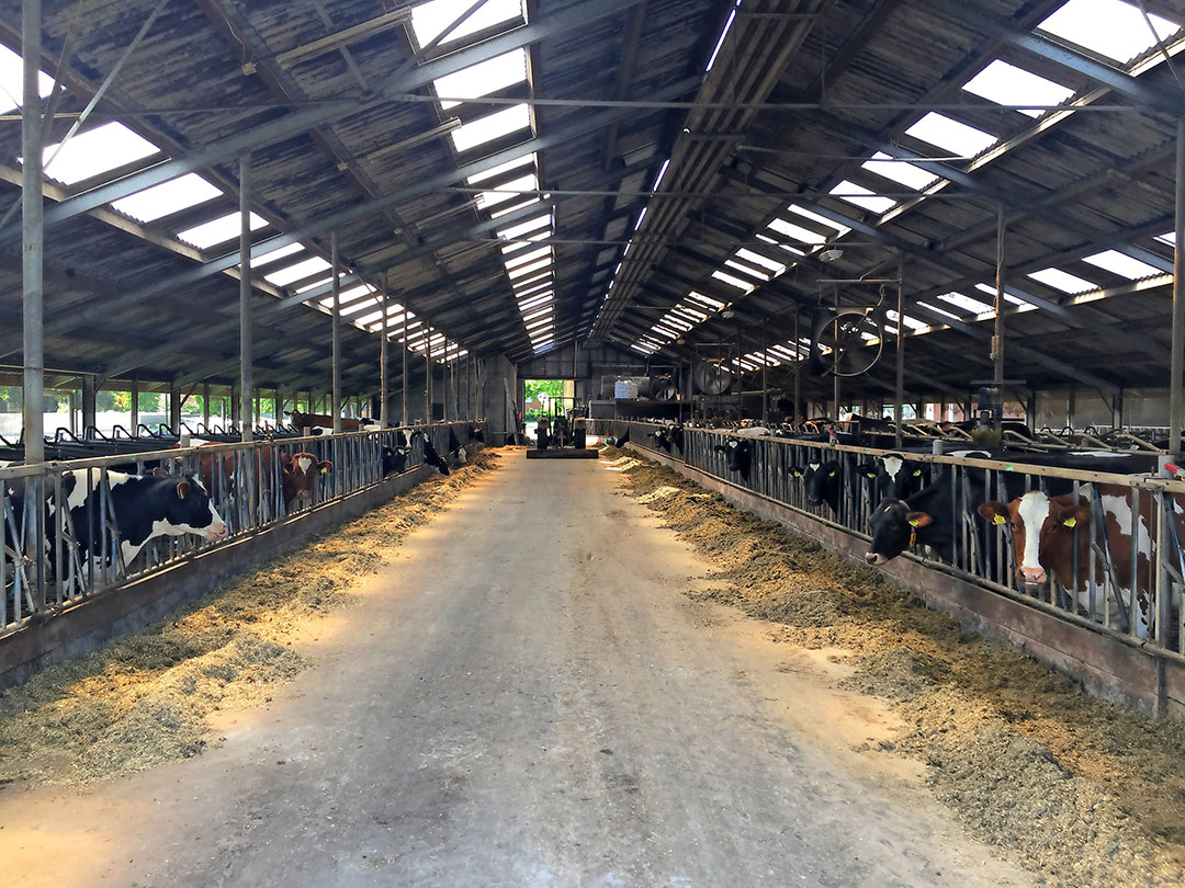 Met opzet plaag snijden Te koop: melkveebedrijf met goede grond en vergunningen - Boerderij