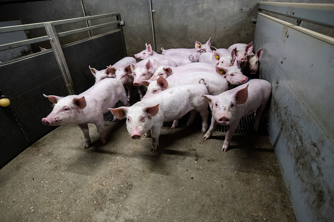 Monitoring flu viruses in pig farming – Farm