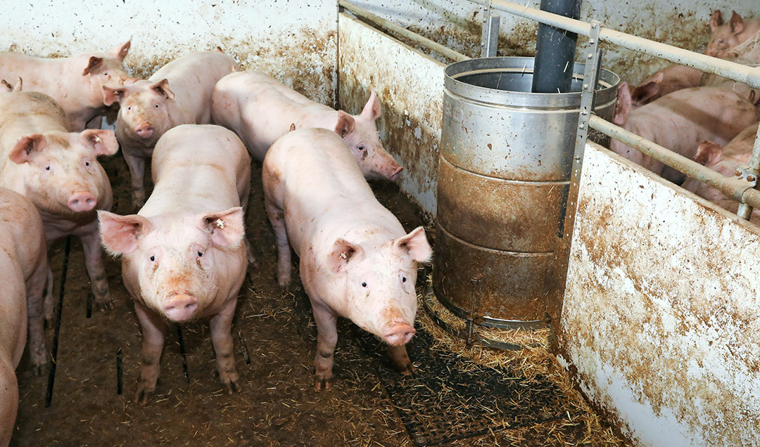 Super German Kaufland verkauft nur deutsches Schweinefleisch