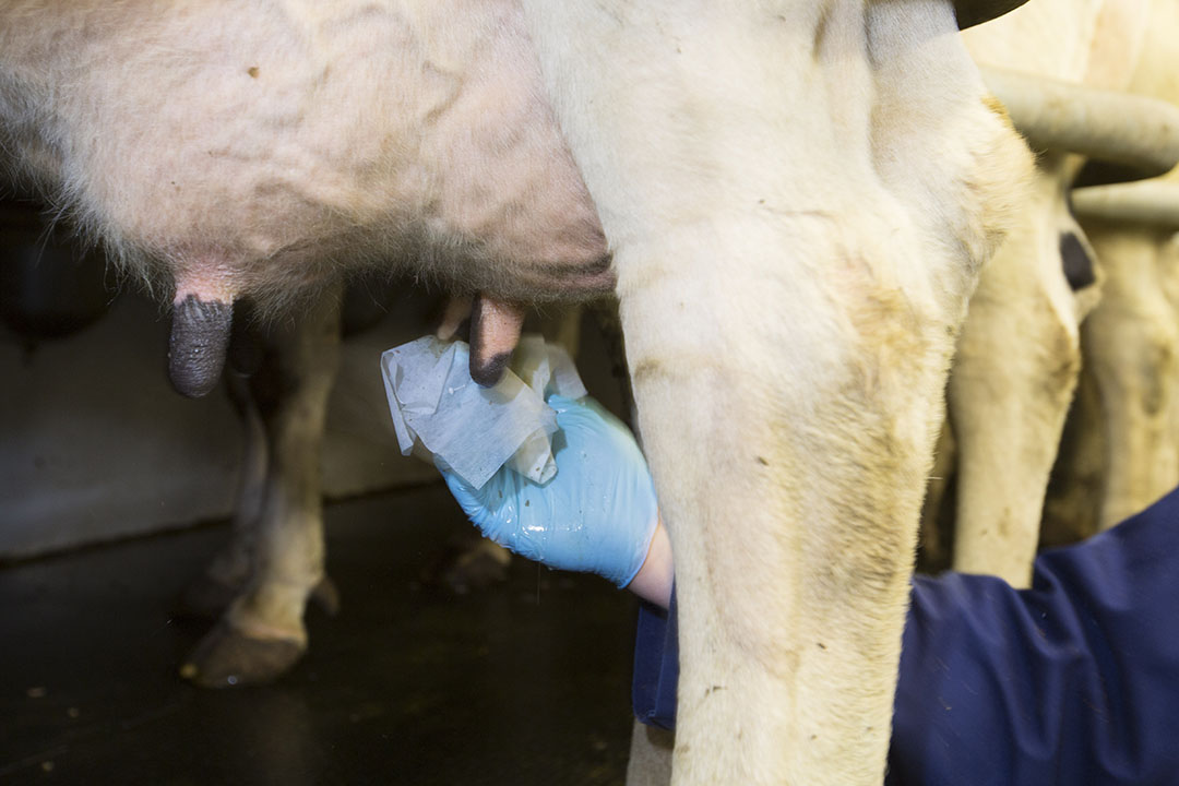 Udder health and genetics: how high do you set the bar?