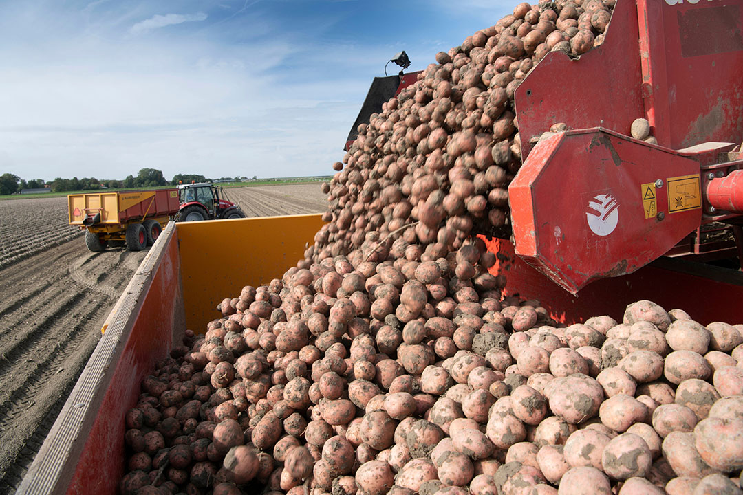 Net Geen 4 Miljoen Ton Aardappelen Verwerkt - Boerderij