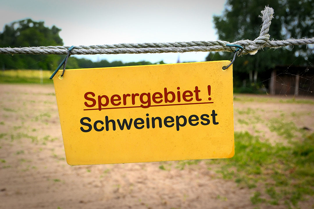 Die Schweinepest kommt, was willst du wissen?