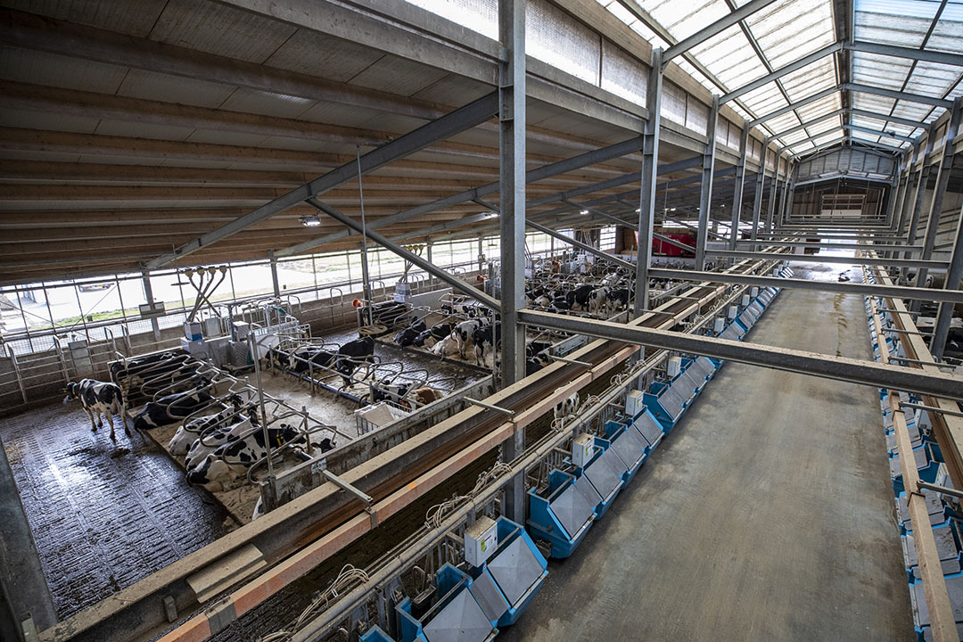 Effecten Voeren Van Ontsloten Gras Aan Melkkoeien Onderzocht - Boerderij