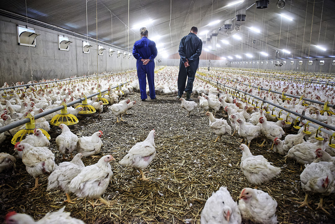 Poultry sector: vaccination conditions unworkable - Farm - Time News