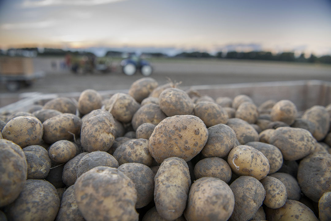 Royal HZPC Rekent Op Omzetgroei Van 11% - Boerderij