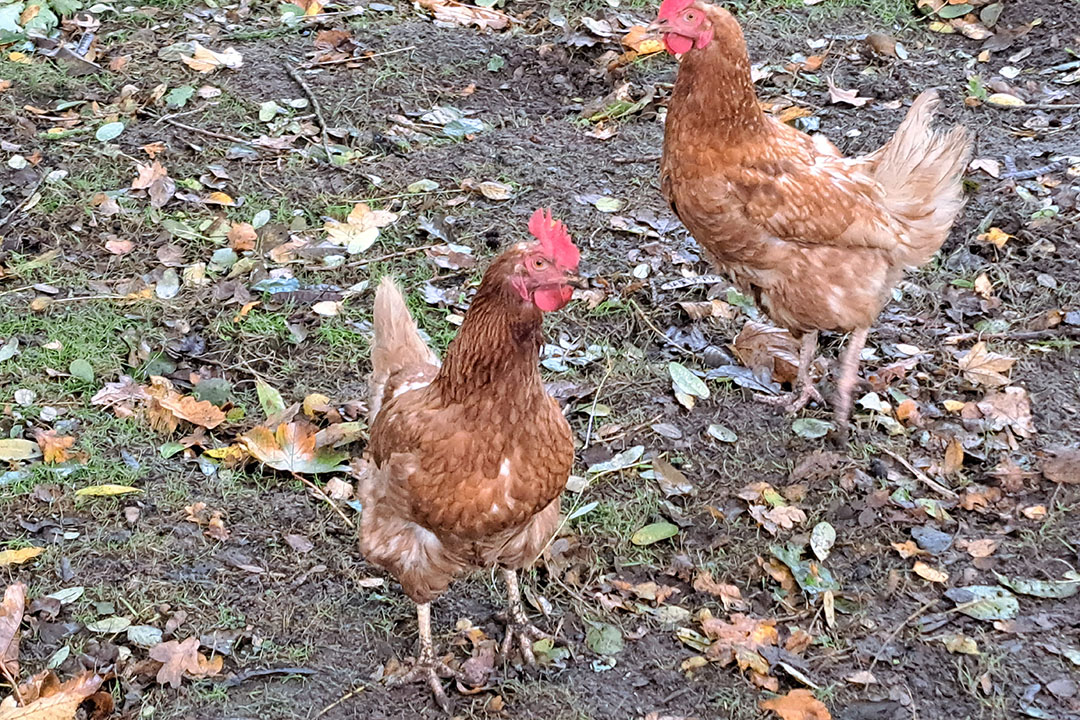 Ophokplicht Ook In Gelderse Vallei Opgeheven - Boerderij