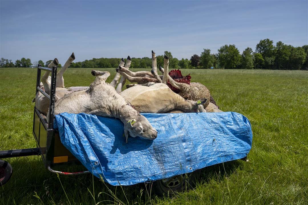 Friesland Wil Hardere Aanpak Wolven - Boerderij