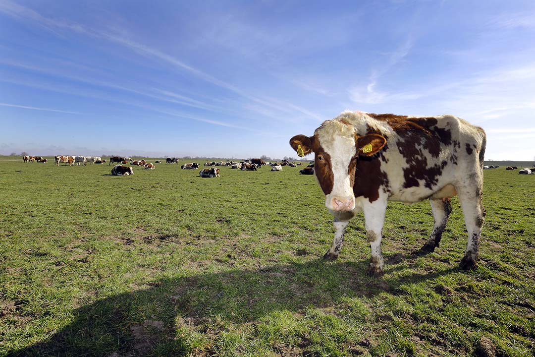 Boer & Recht: ontbinding pacht bij hobbymatig gebruik en regels rond onderverpachting