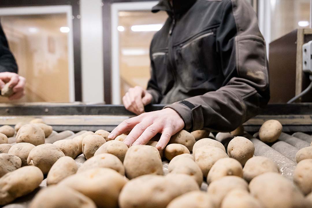 Prognoseprijs HZPC Stijgt Naar € 50,70 Per 100 Kilo Pootaardappelen ...